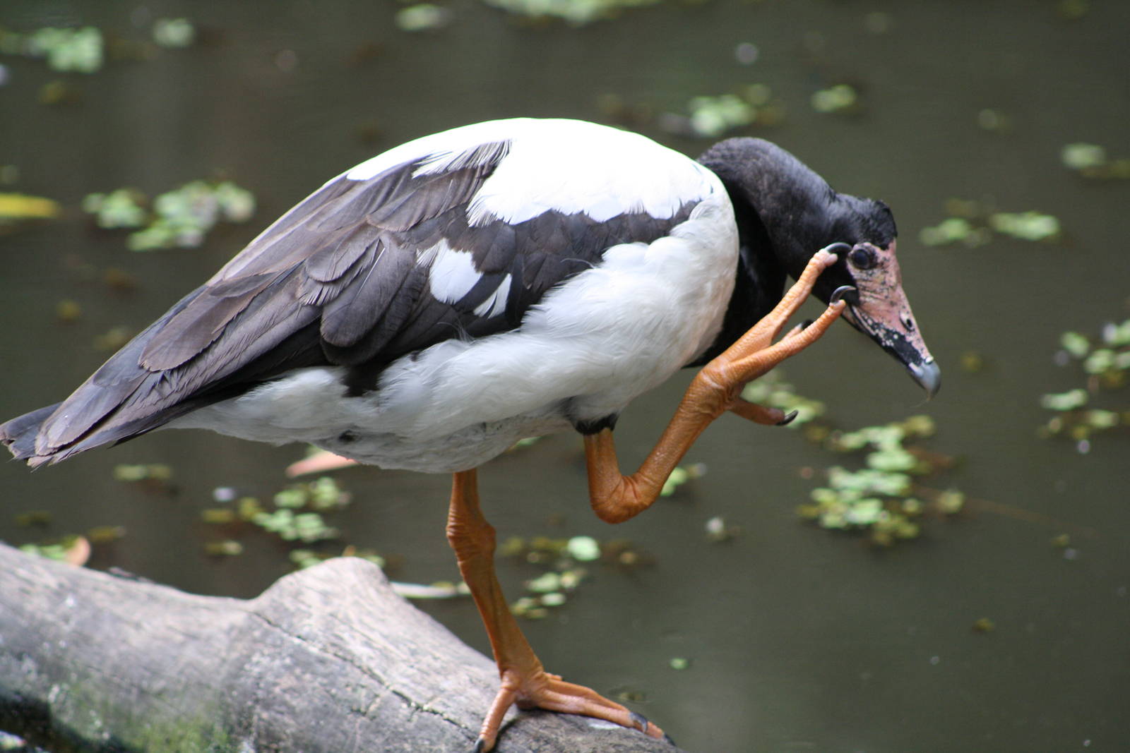 Magpie goose