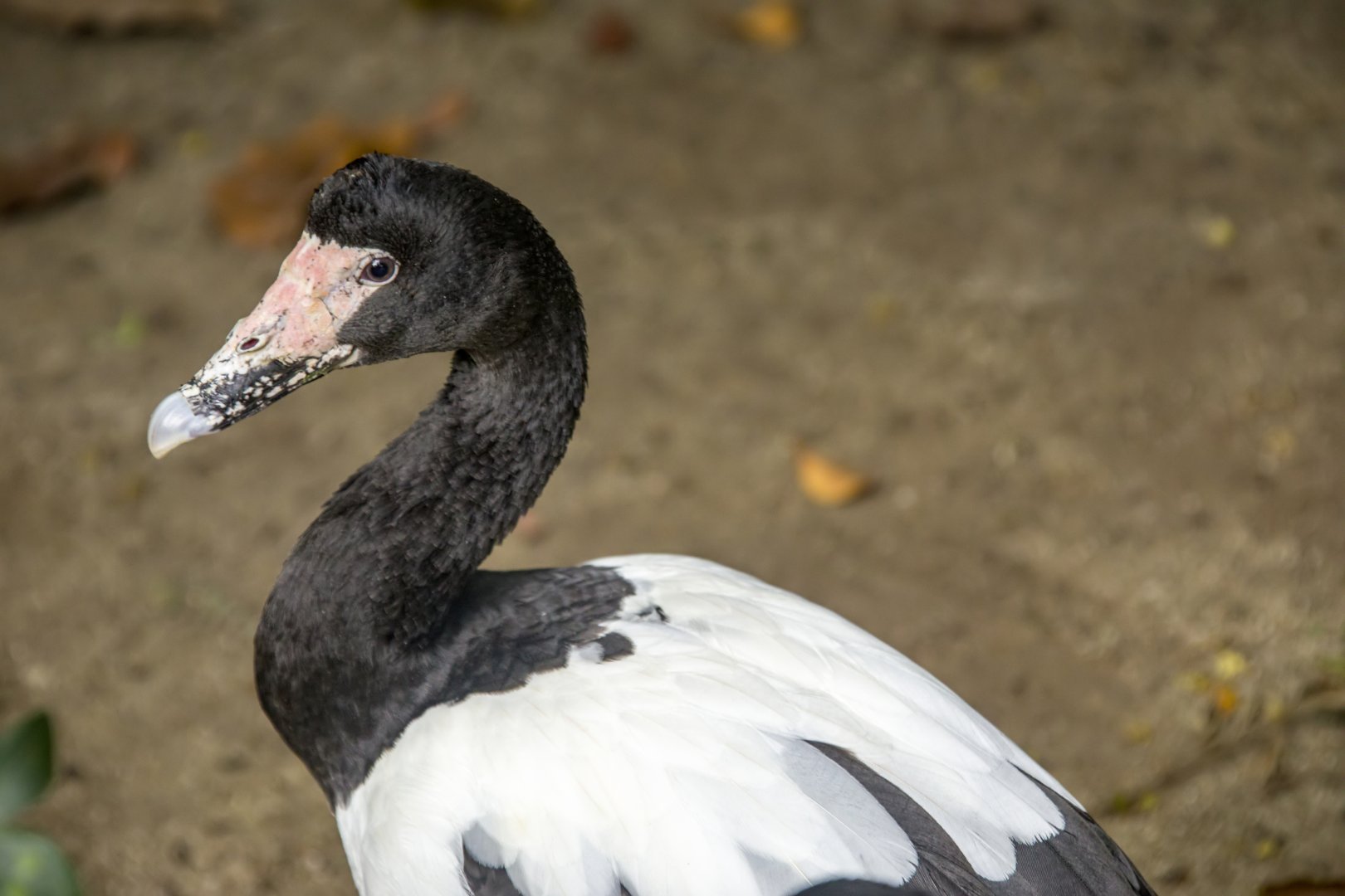 Magpie goose