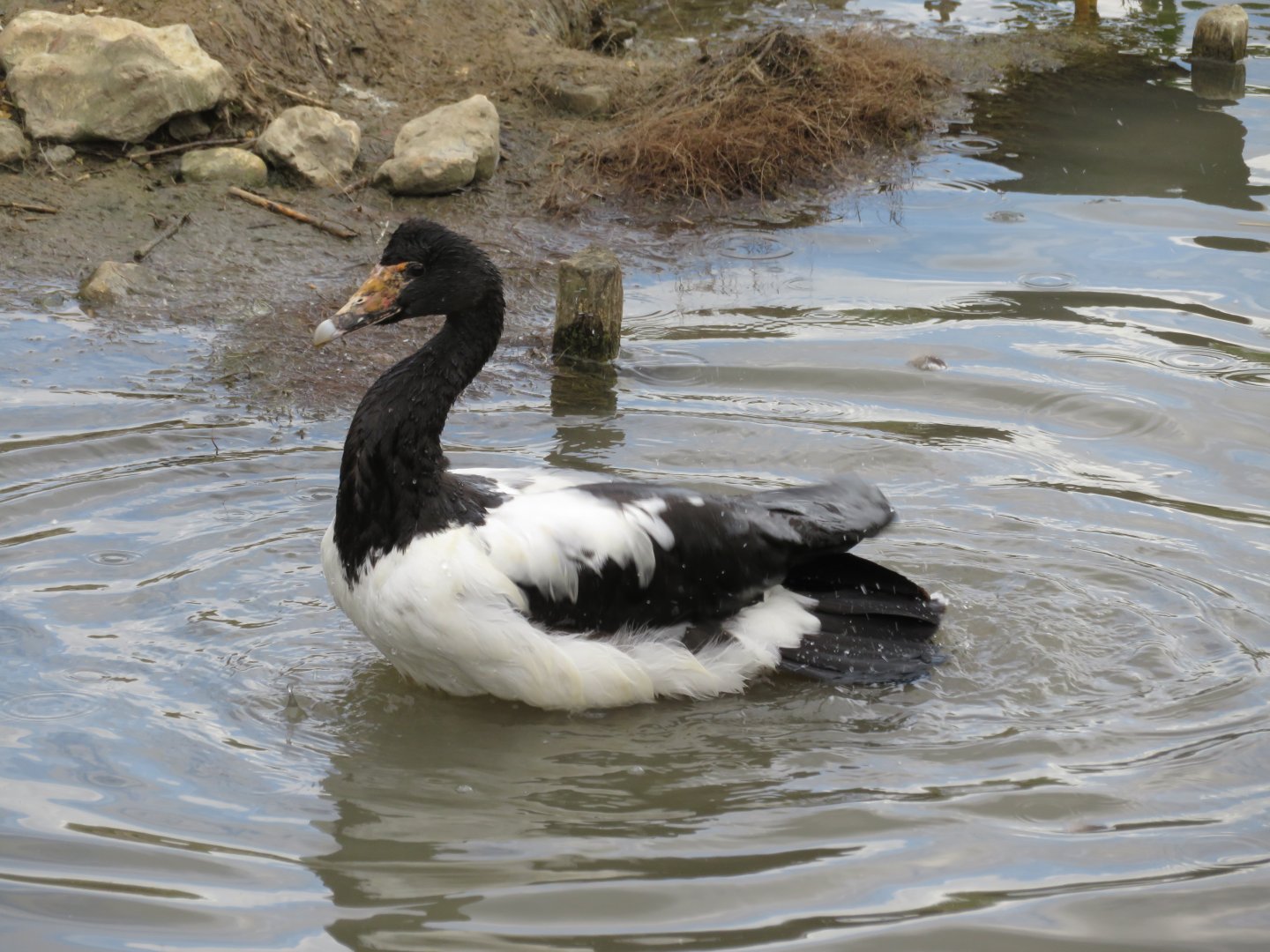 Magpie goose