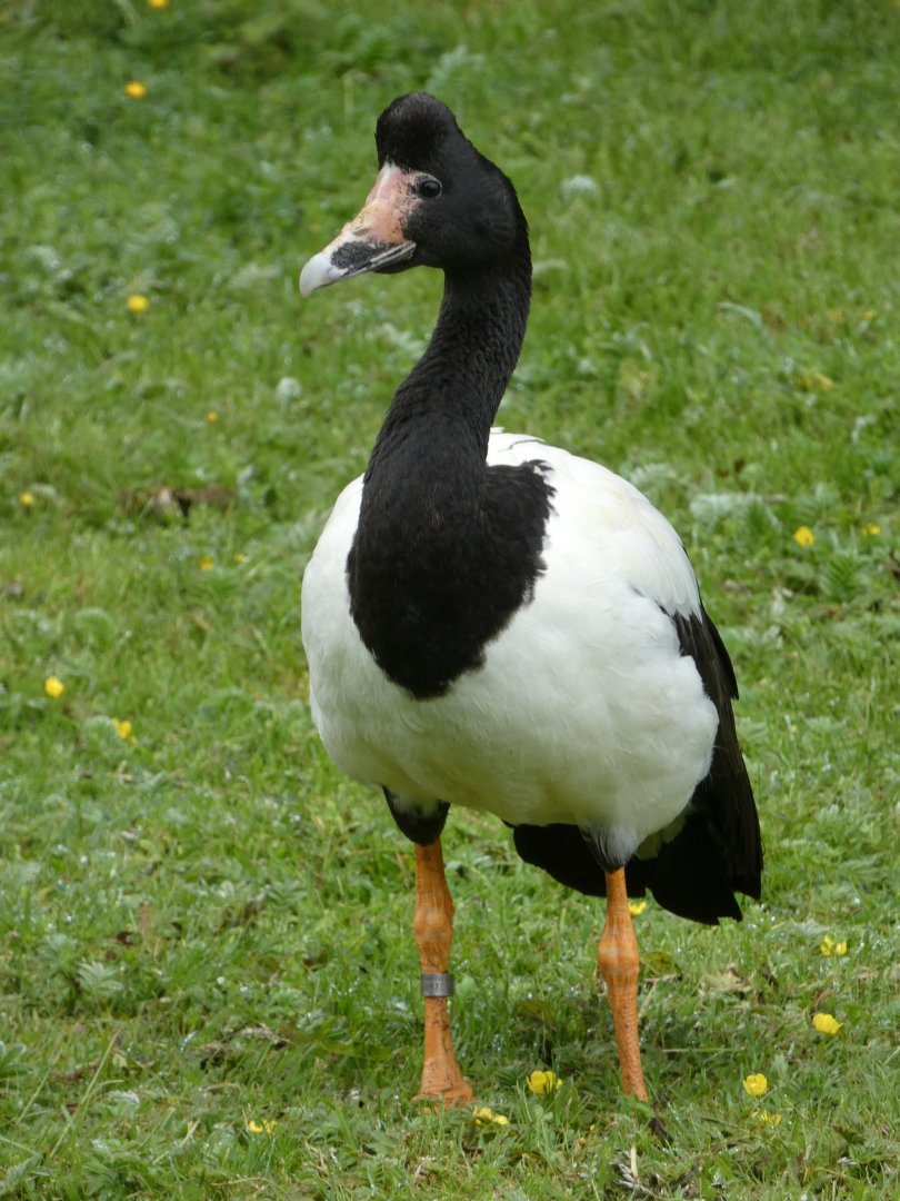 Magpie goose