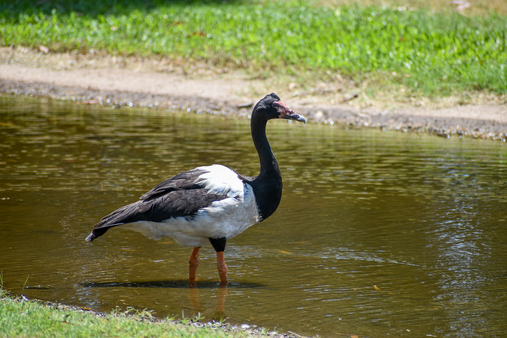Magpie Goose