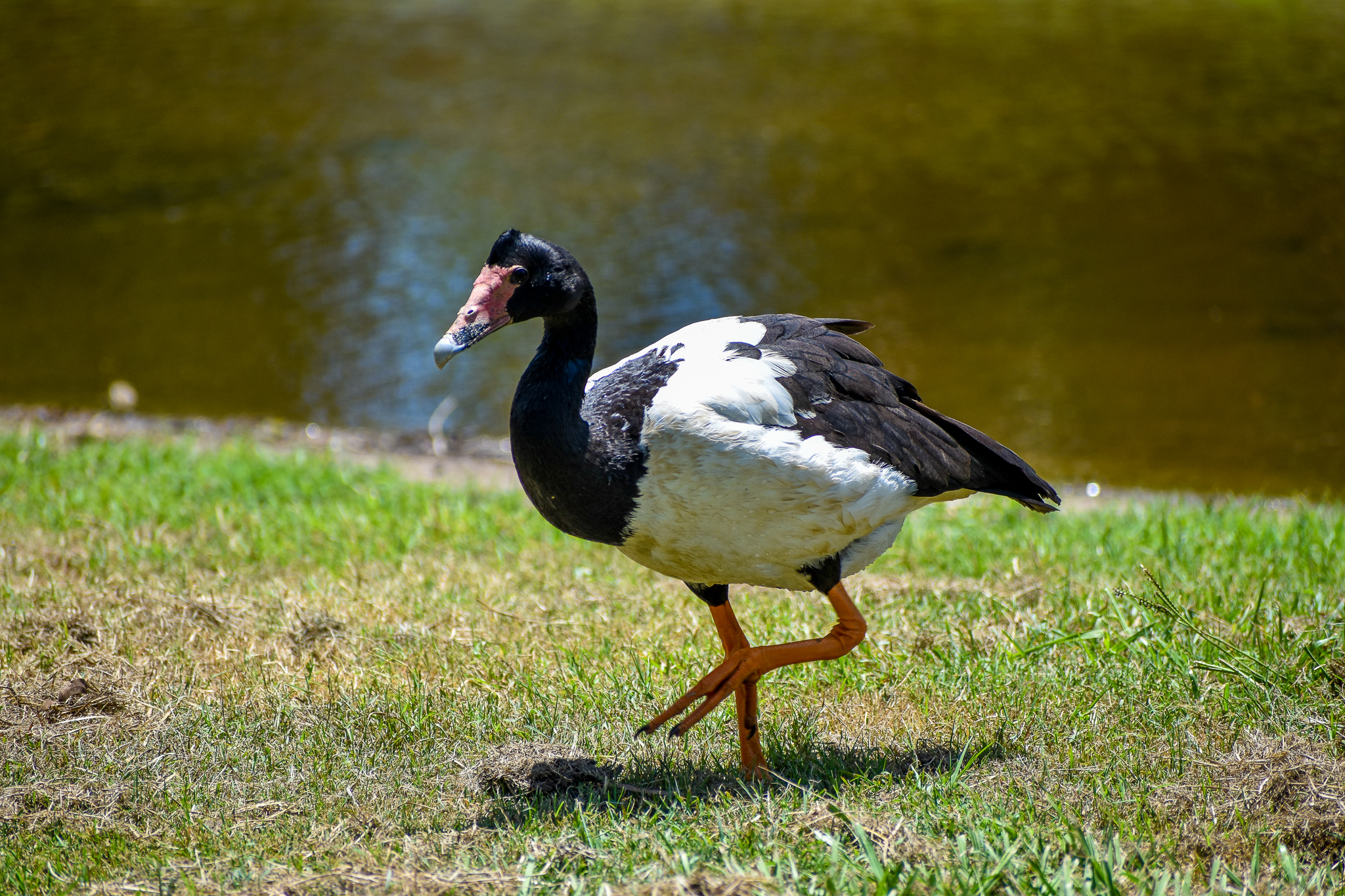 Magpie Goose