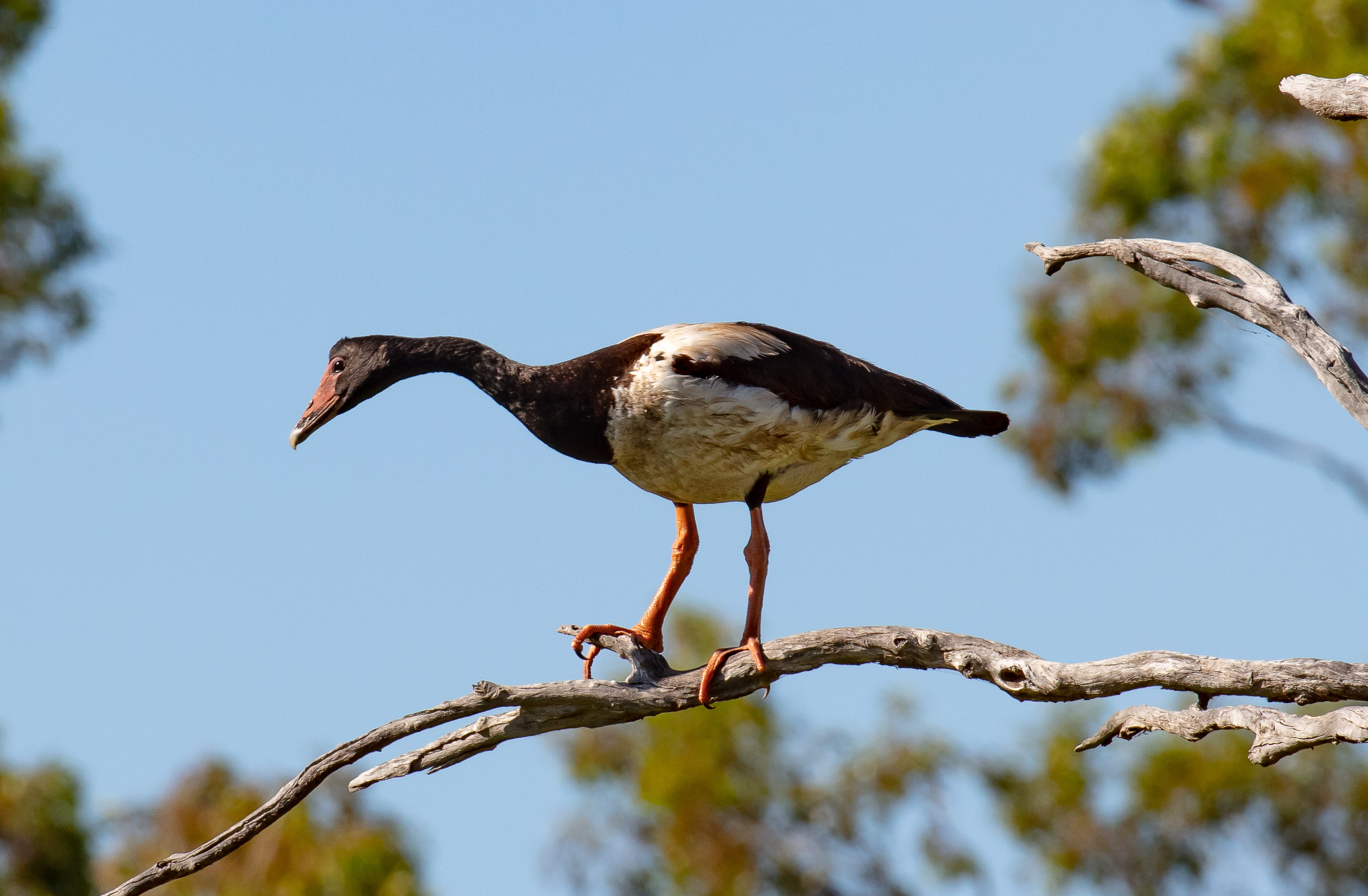 Magpie Goose