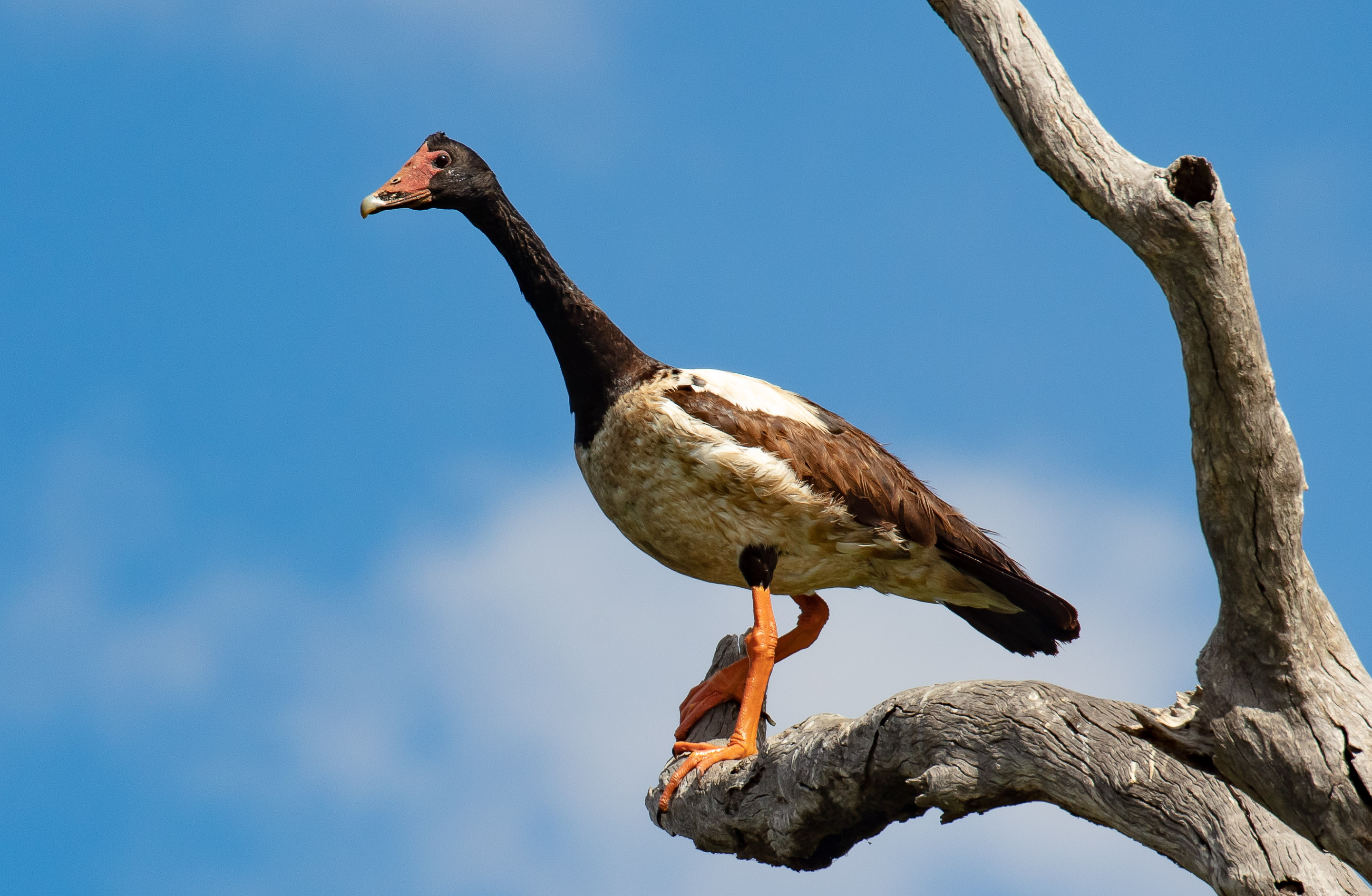 Magpie Goose