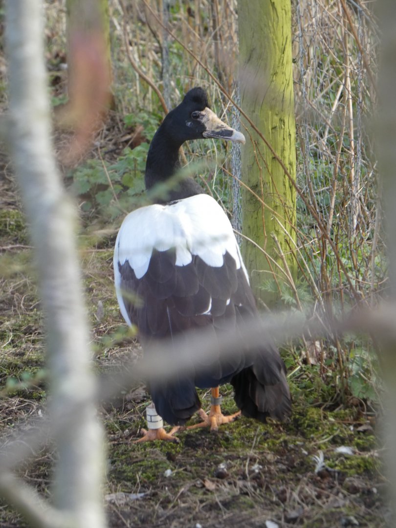 Magpie goose