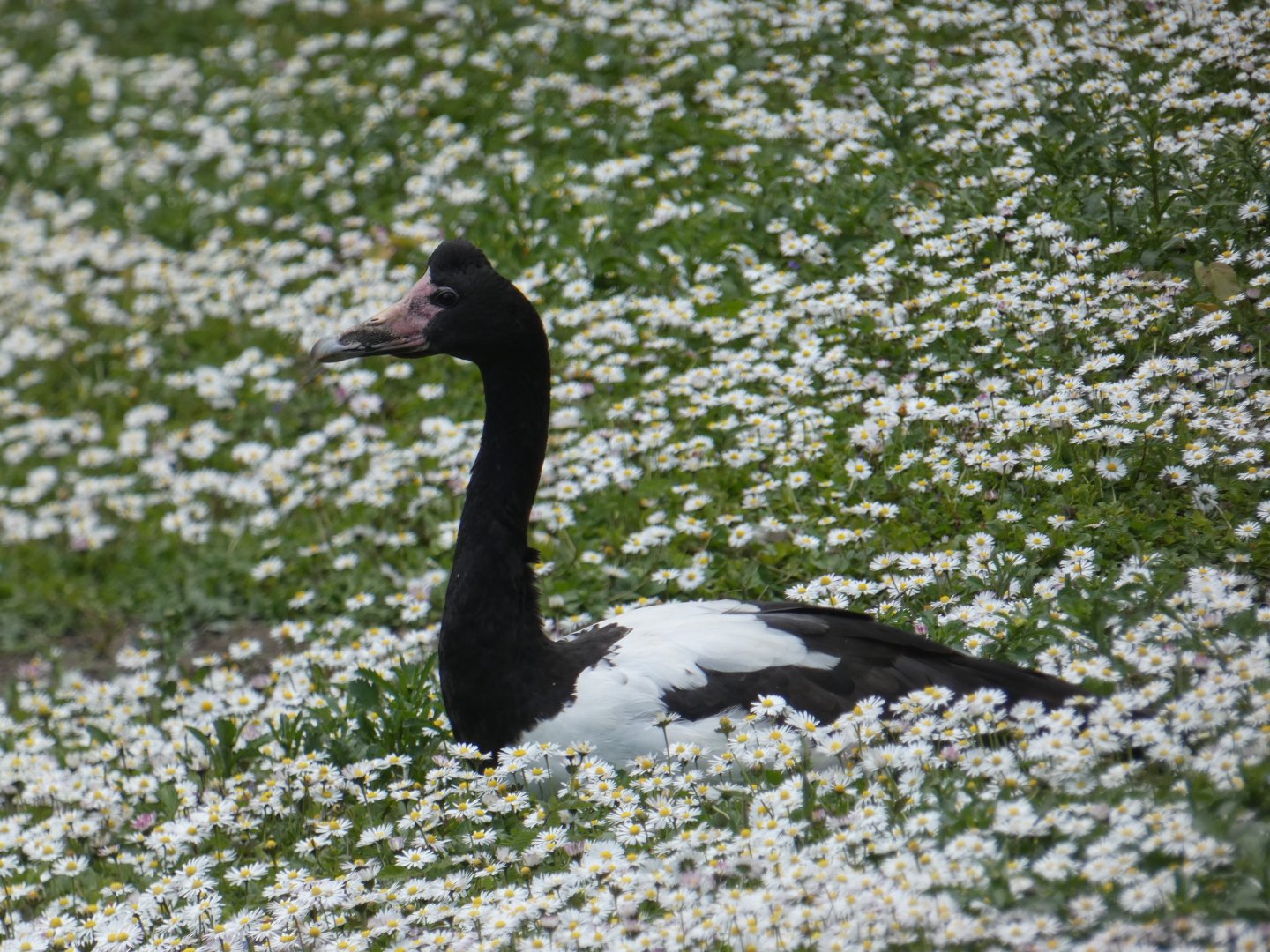 Magpie goose