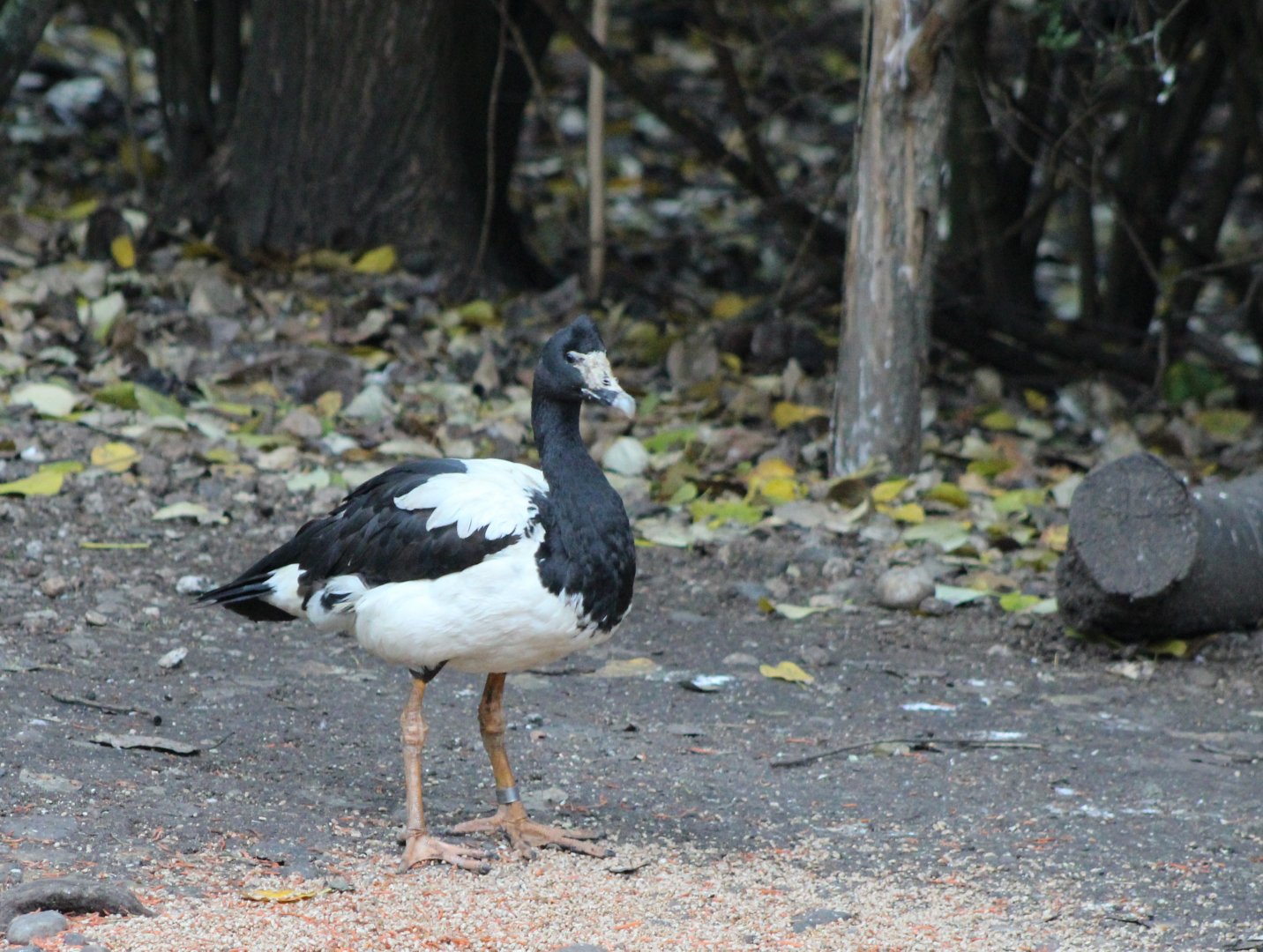 Magpie goose