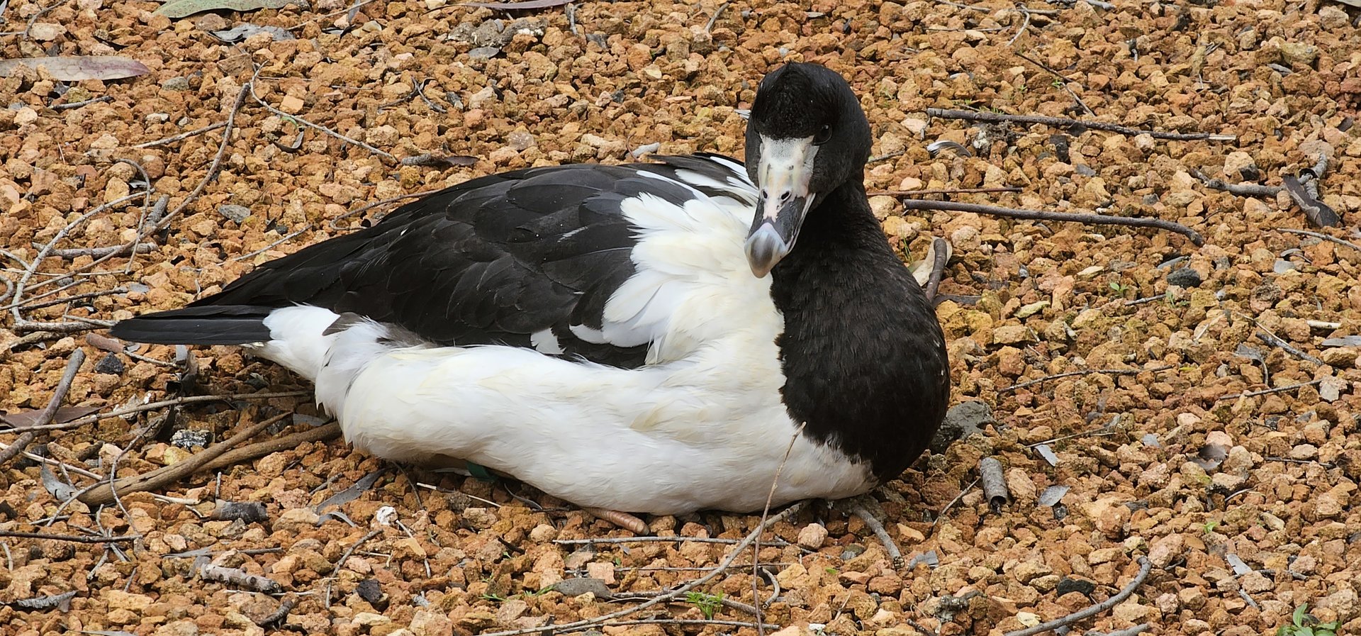Magpie goose