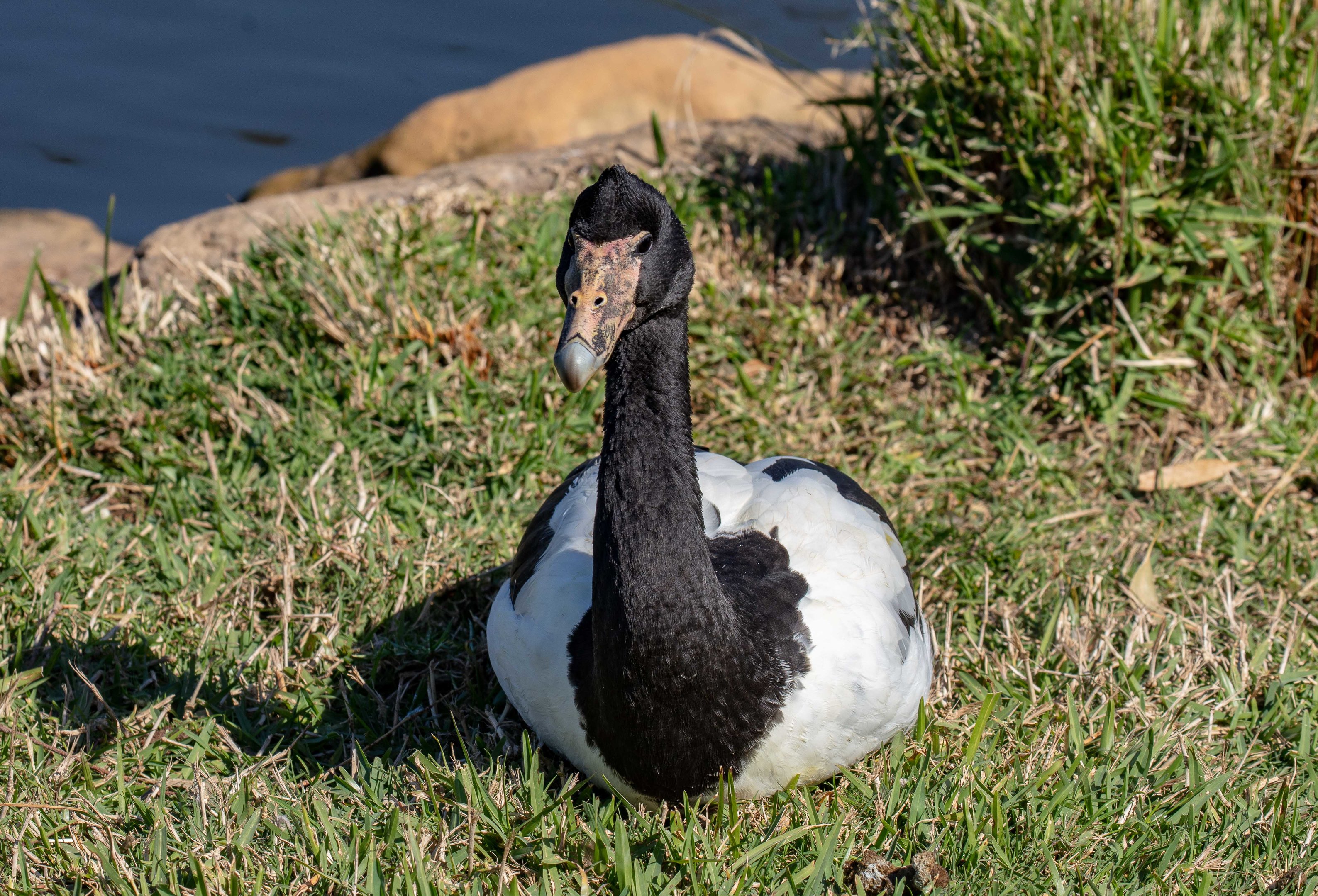 Magpie Goose
