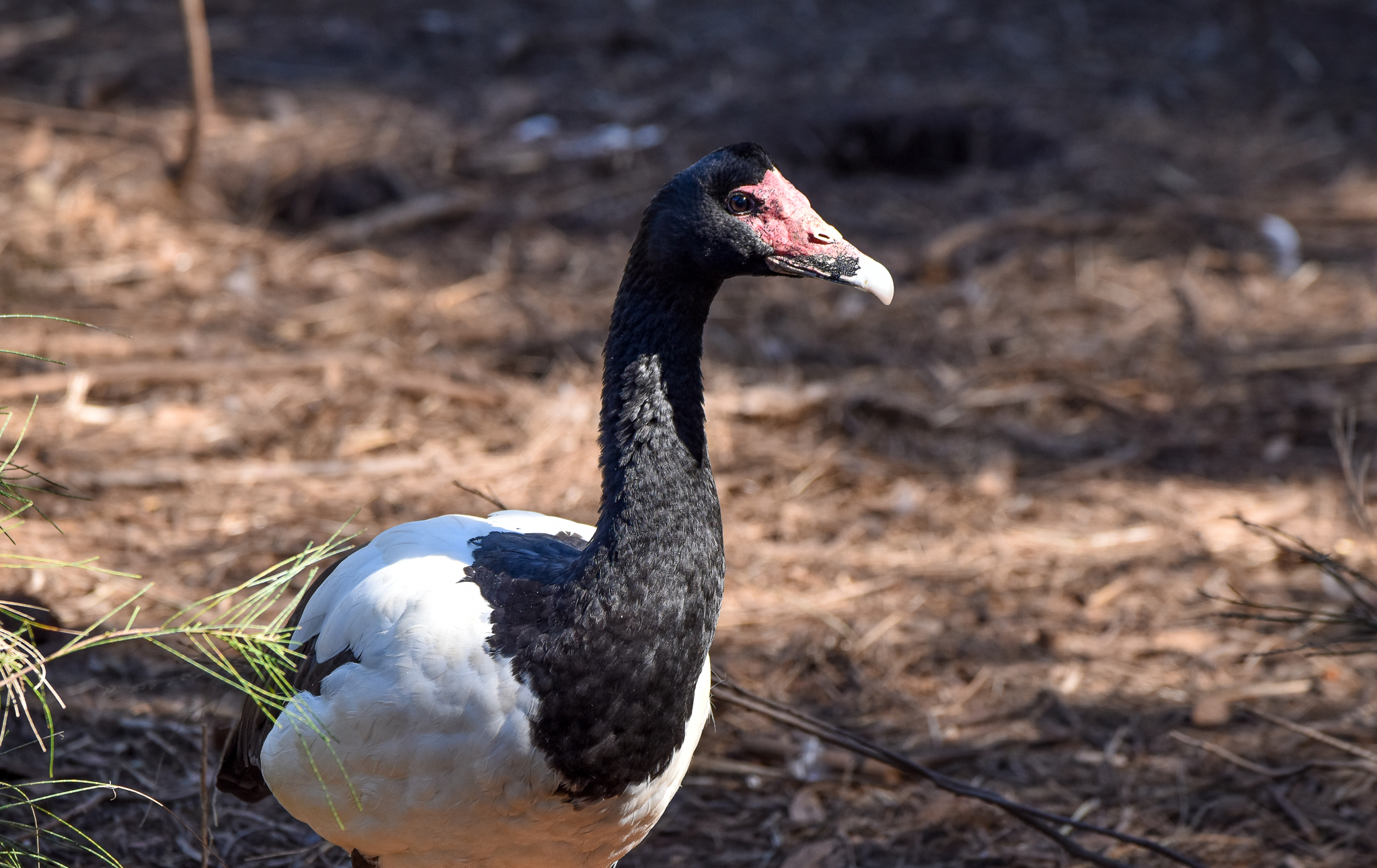 Magpie Goose