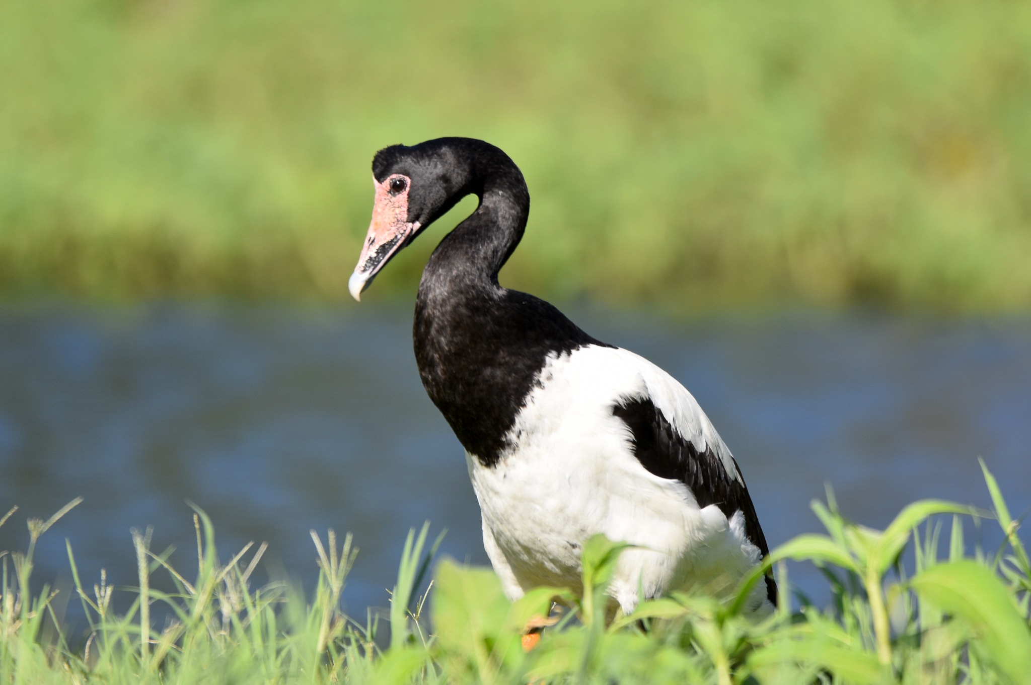 Magpie Goose