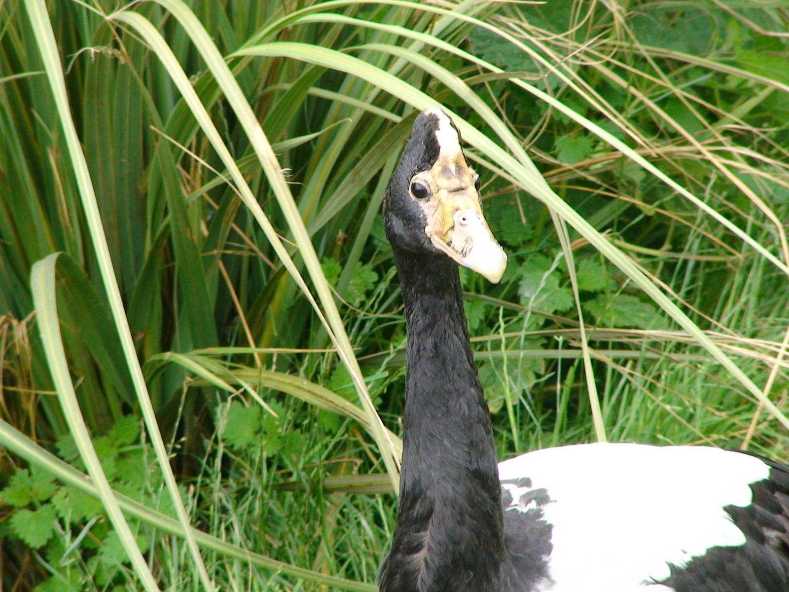 Magpie goose