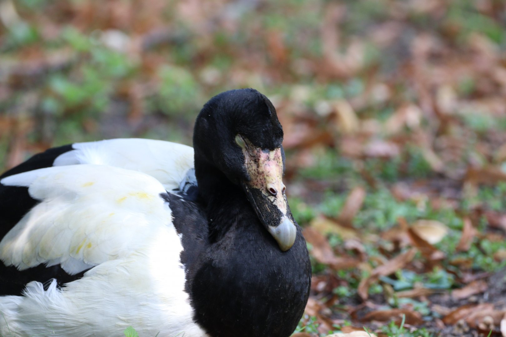 Magpie Goose