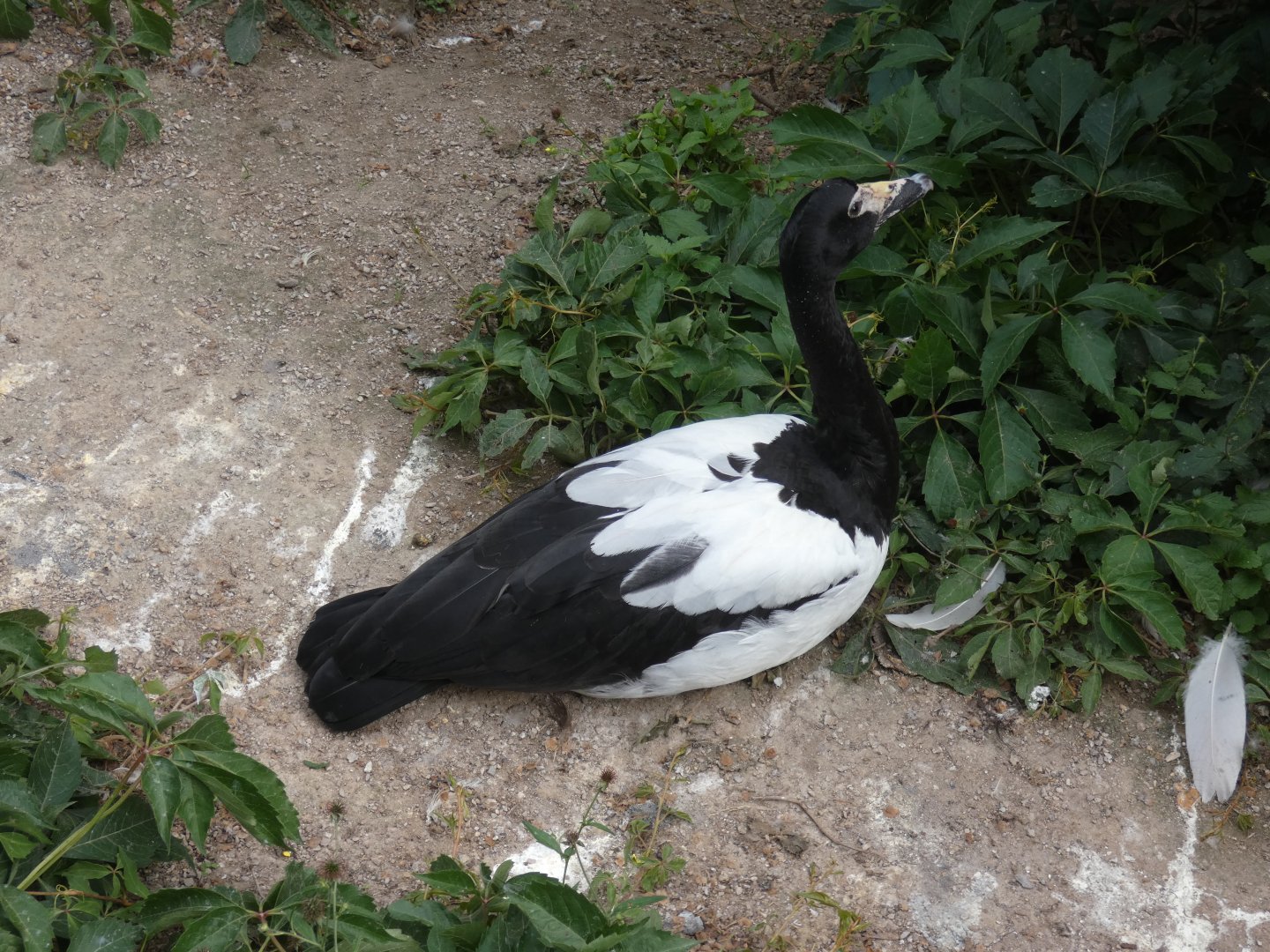 Magpie goose