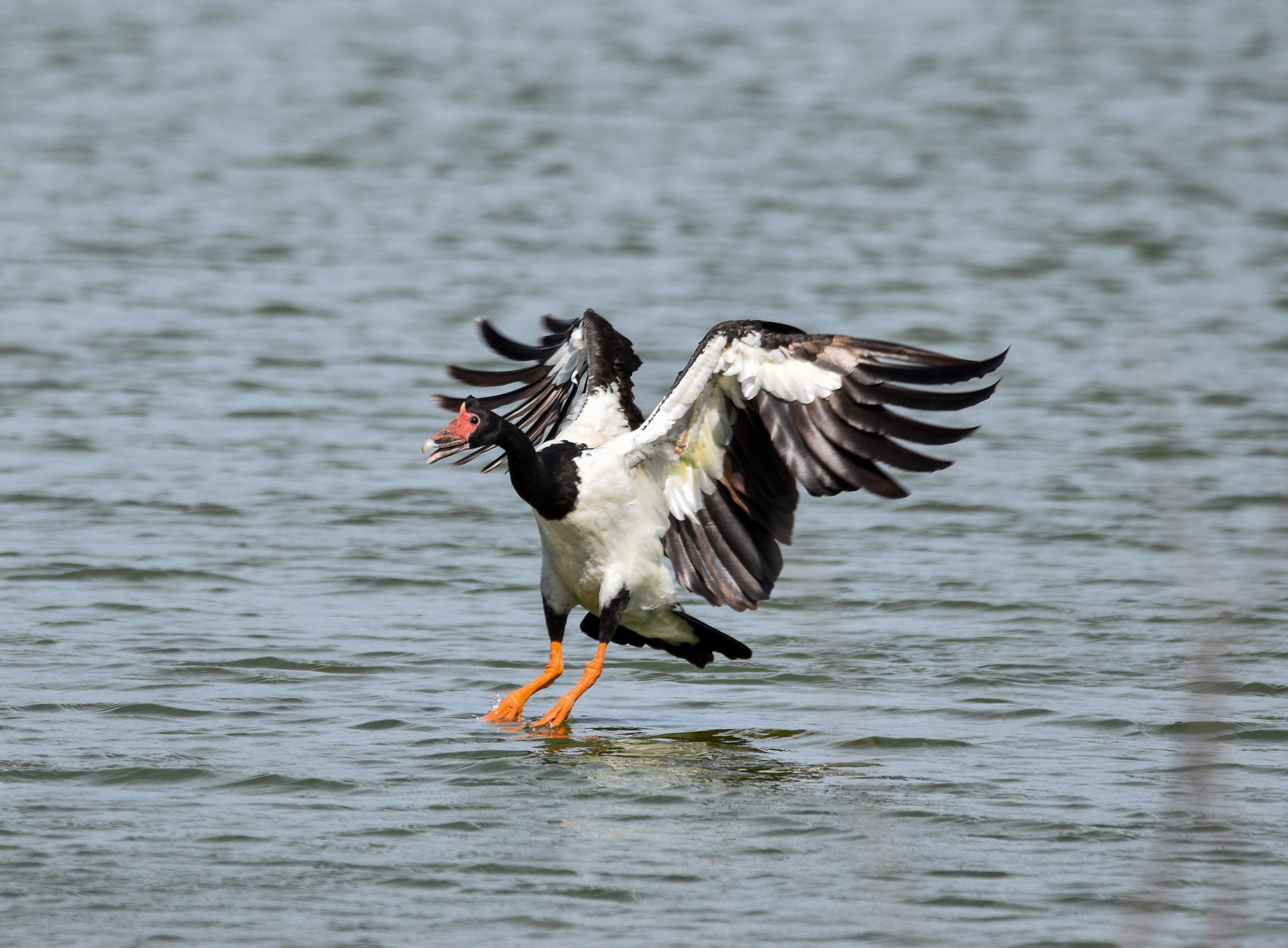 Magpie Goose