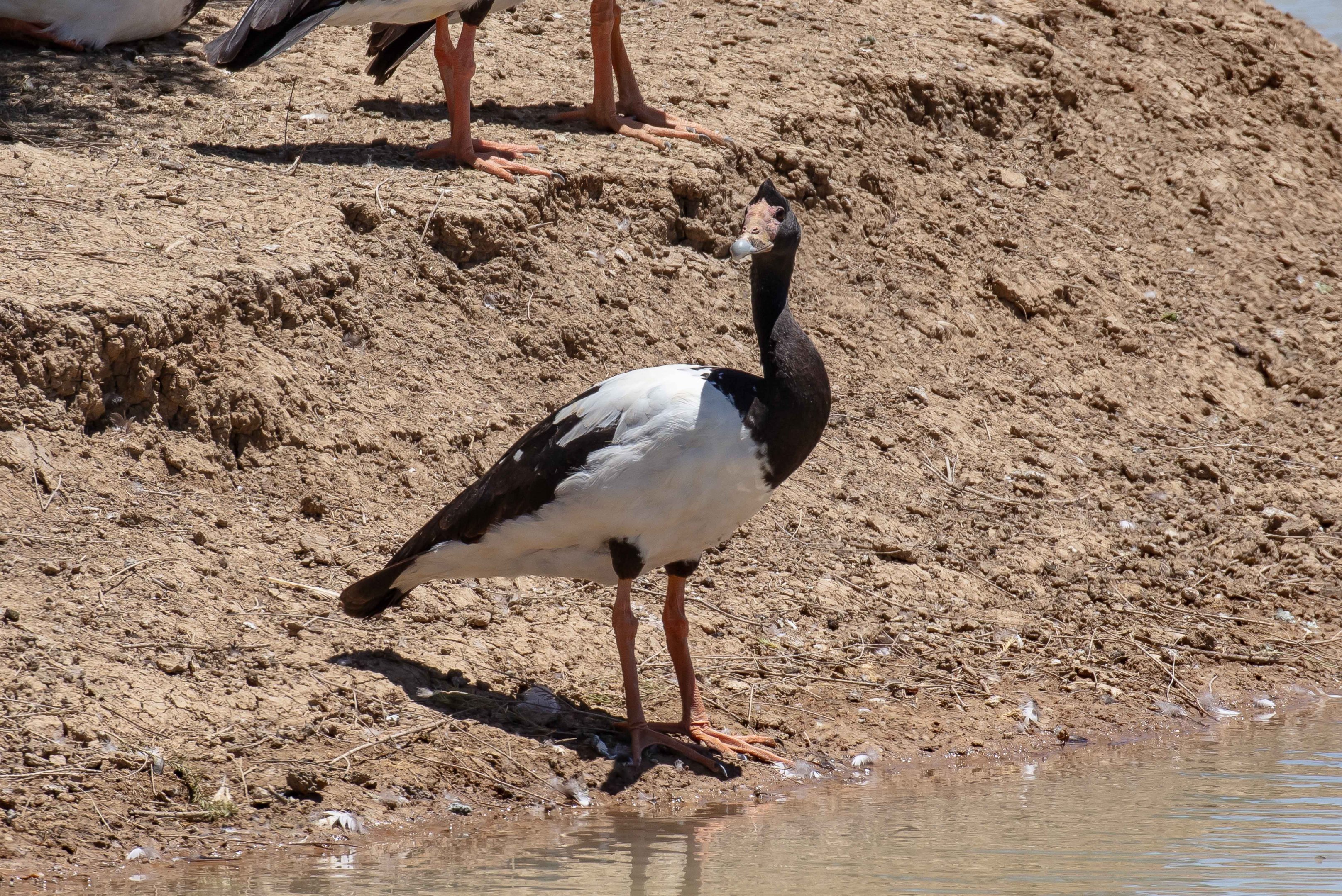 Magpie Goose
