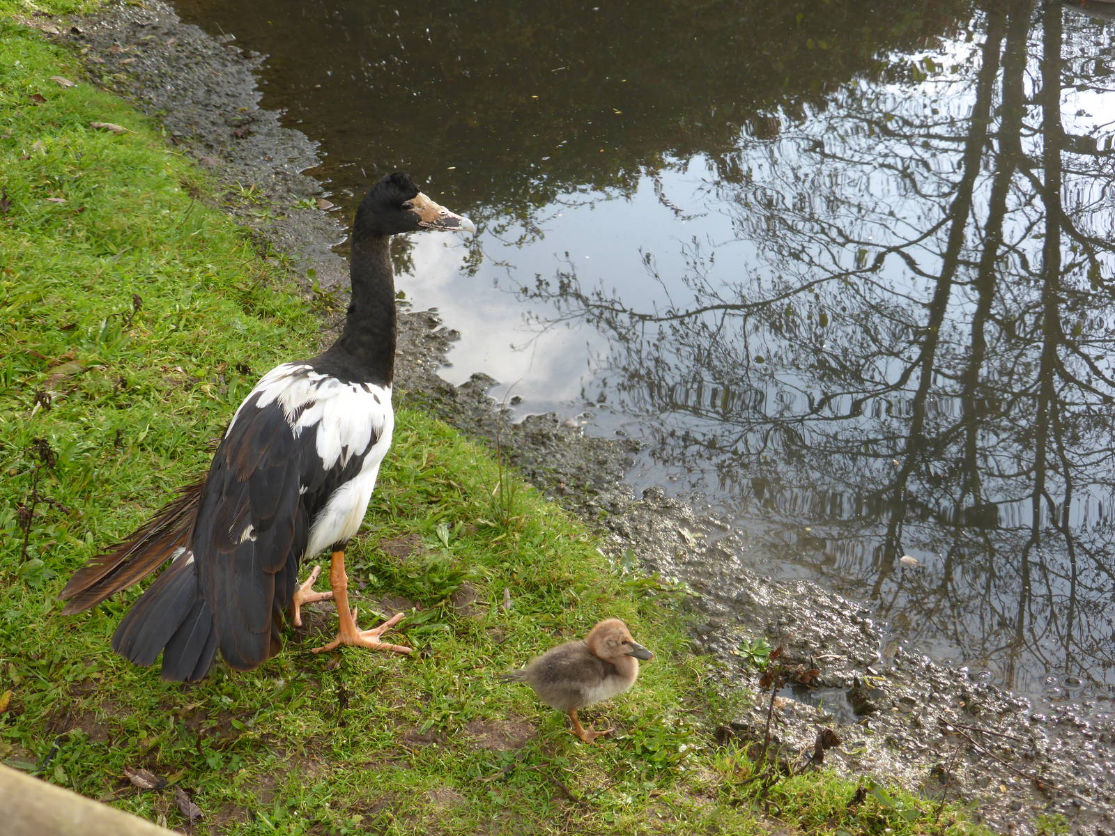 Magpie gosling with mother