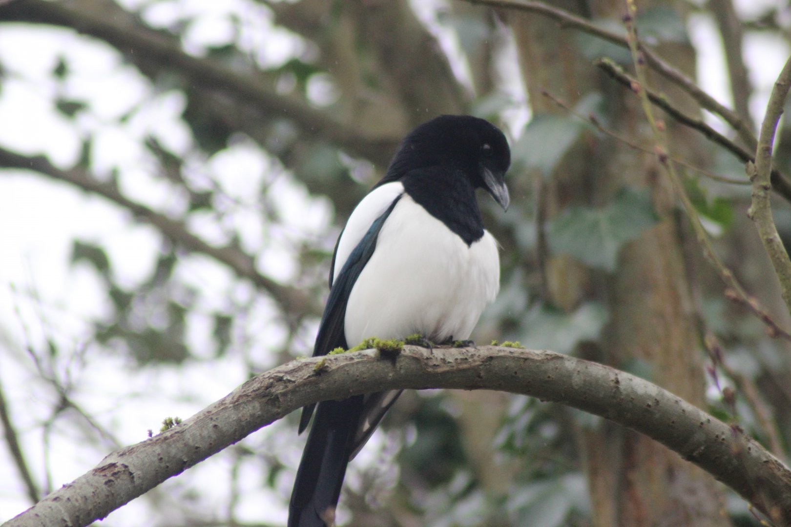 Magpie in a tree