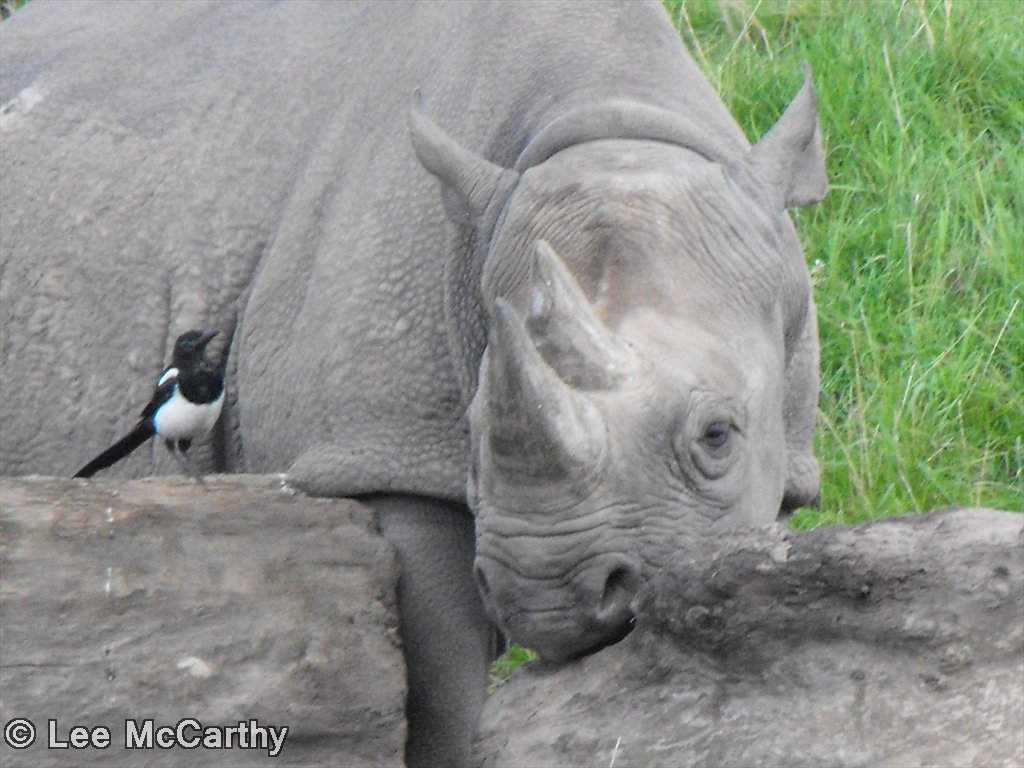 Magpie & Kitani - Two best friends