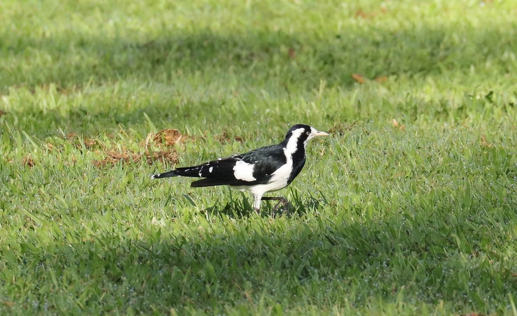 Magpie-lark female
