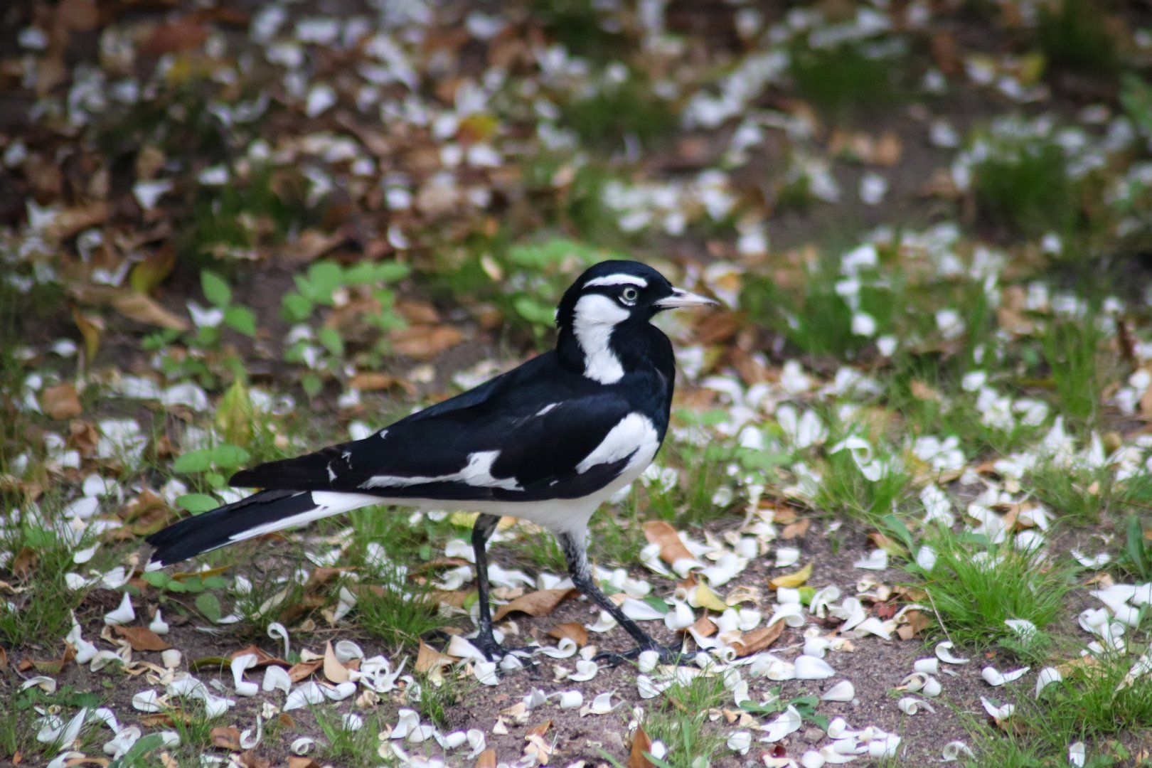 Magpie Lark (Grallina cyanoleuca)