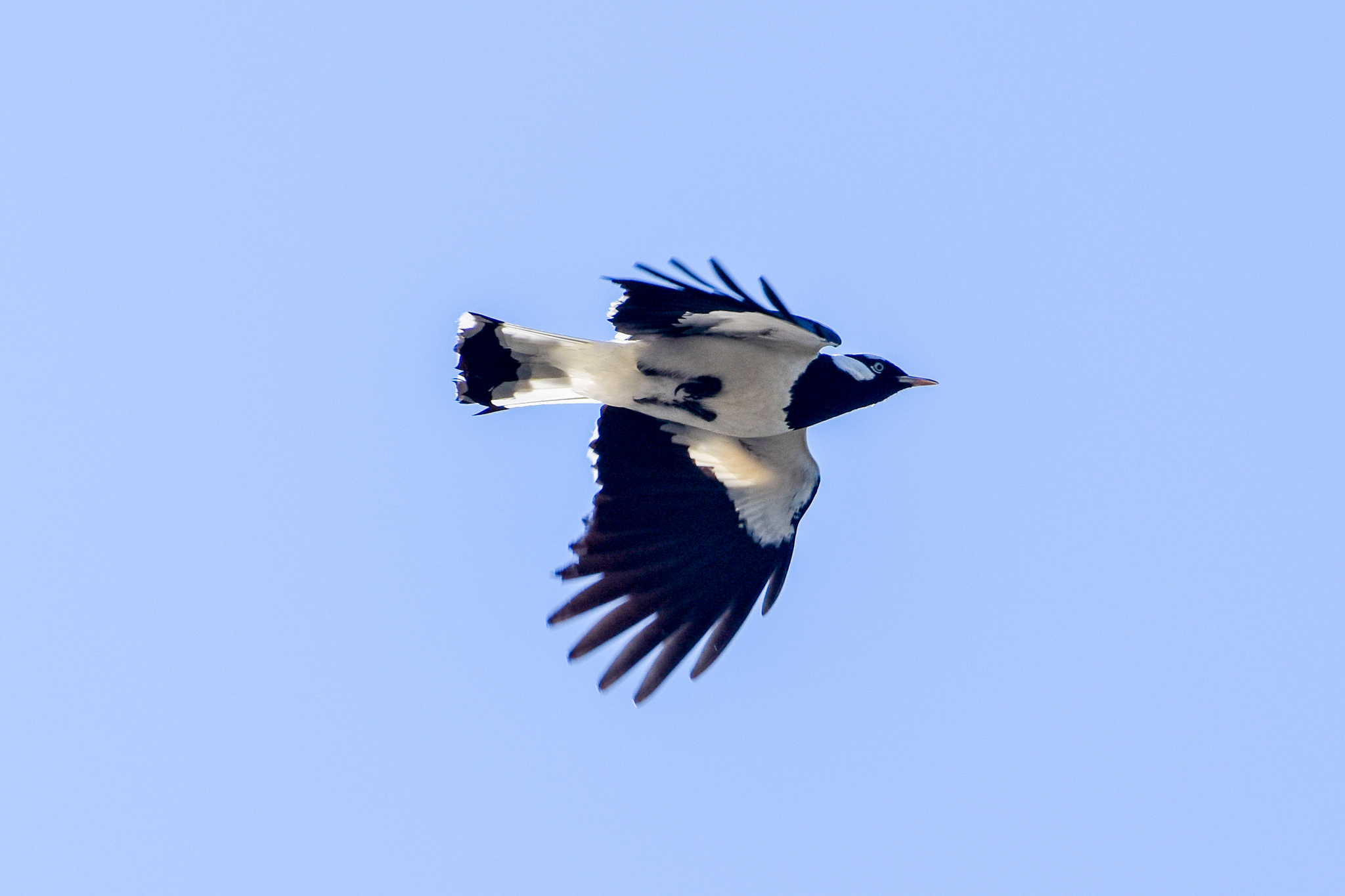 Magpie-lark (Grallina cyanoleuca)