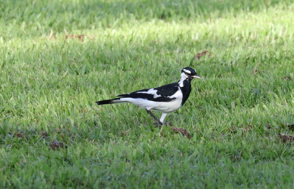 Magpie-lark male
