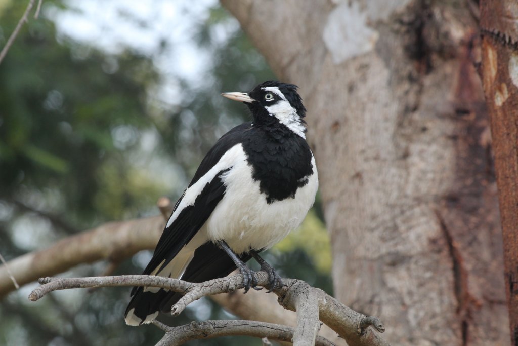 Magpie Lark - wild