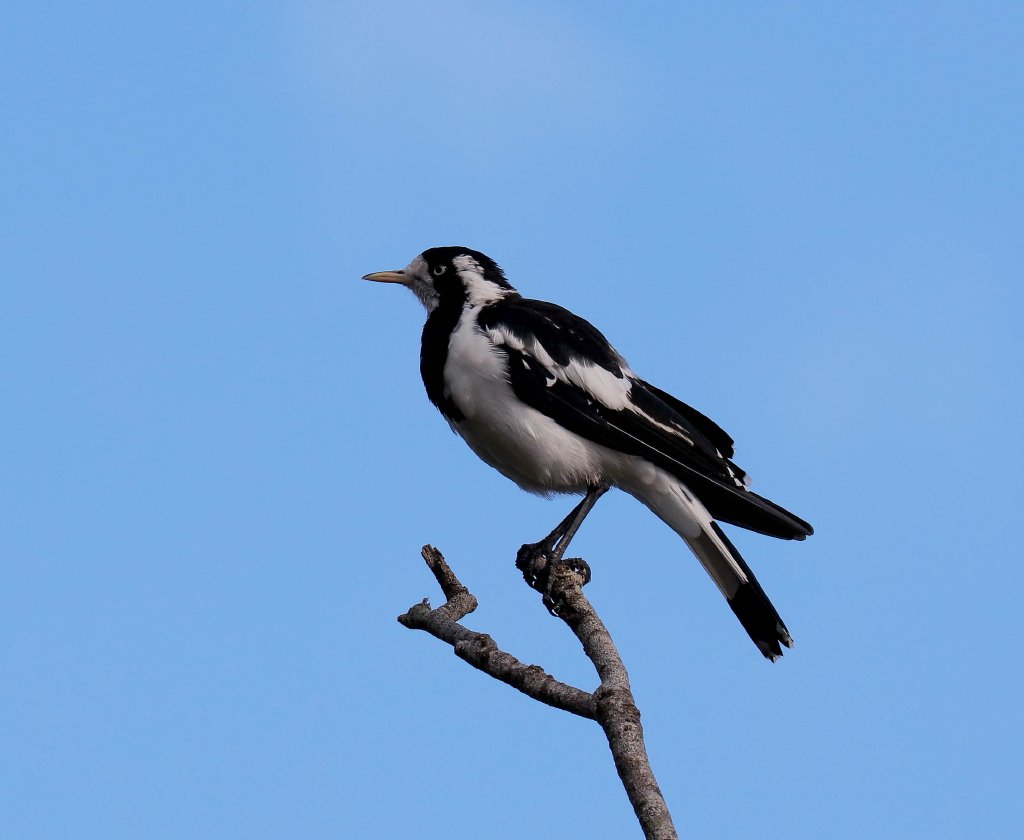 Magpie Lark
