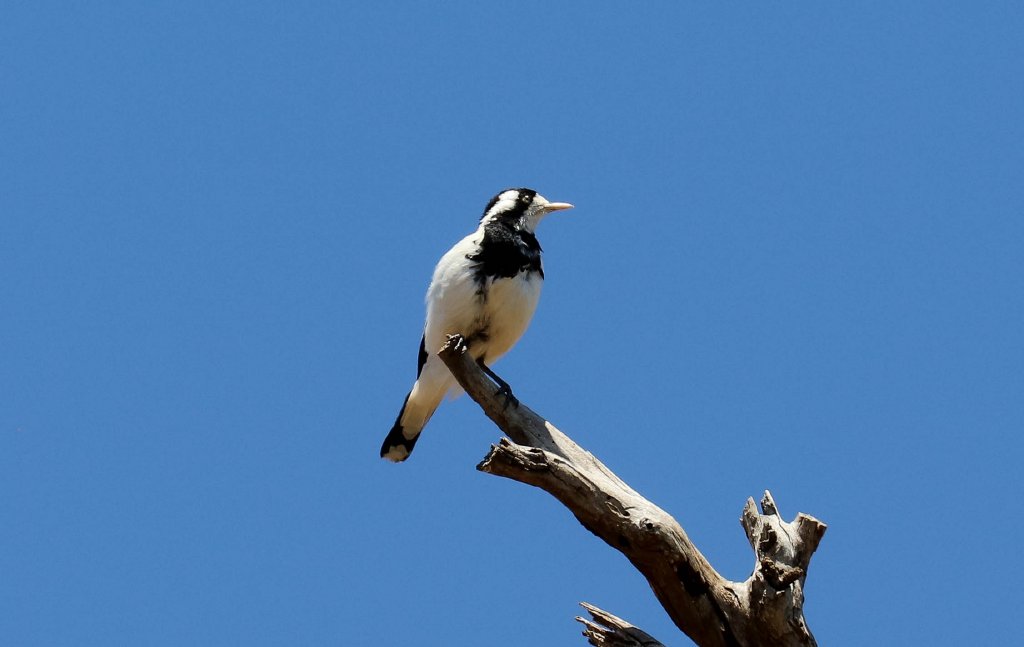 Magpie-lark