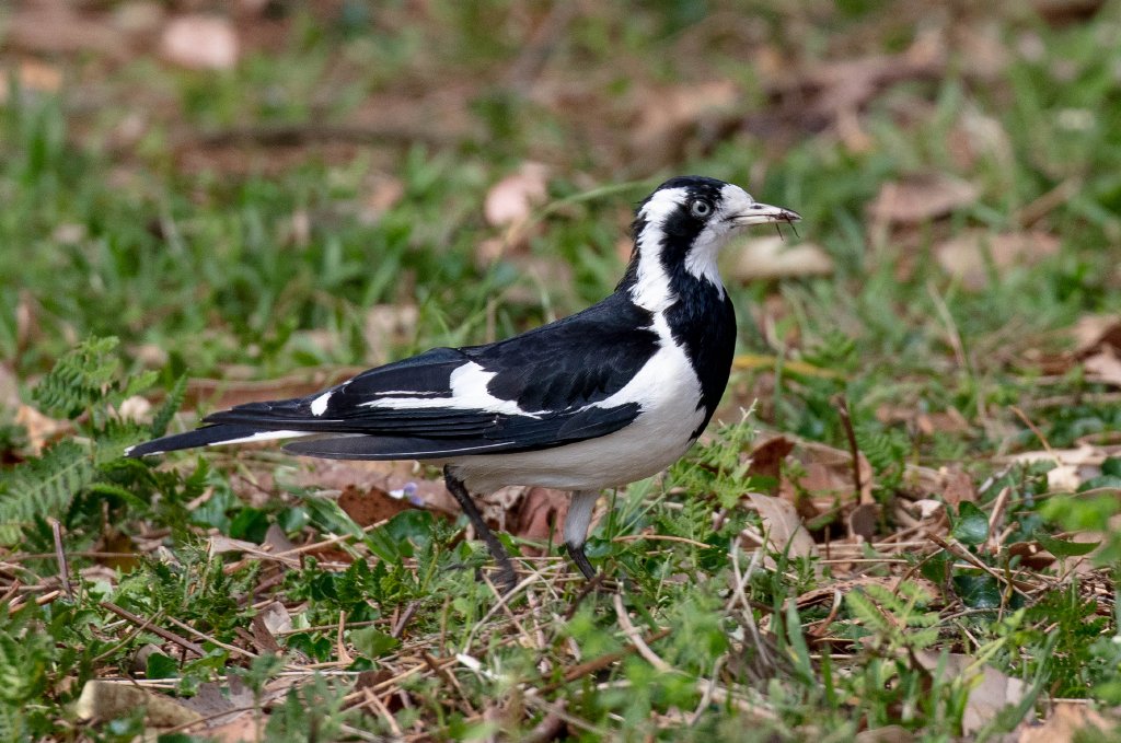 Magpie-lark