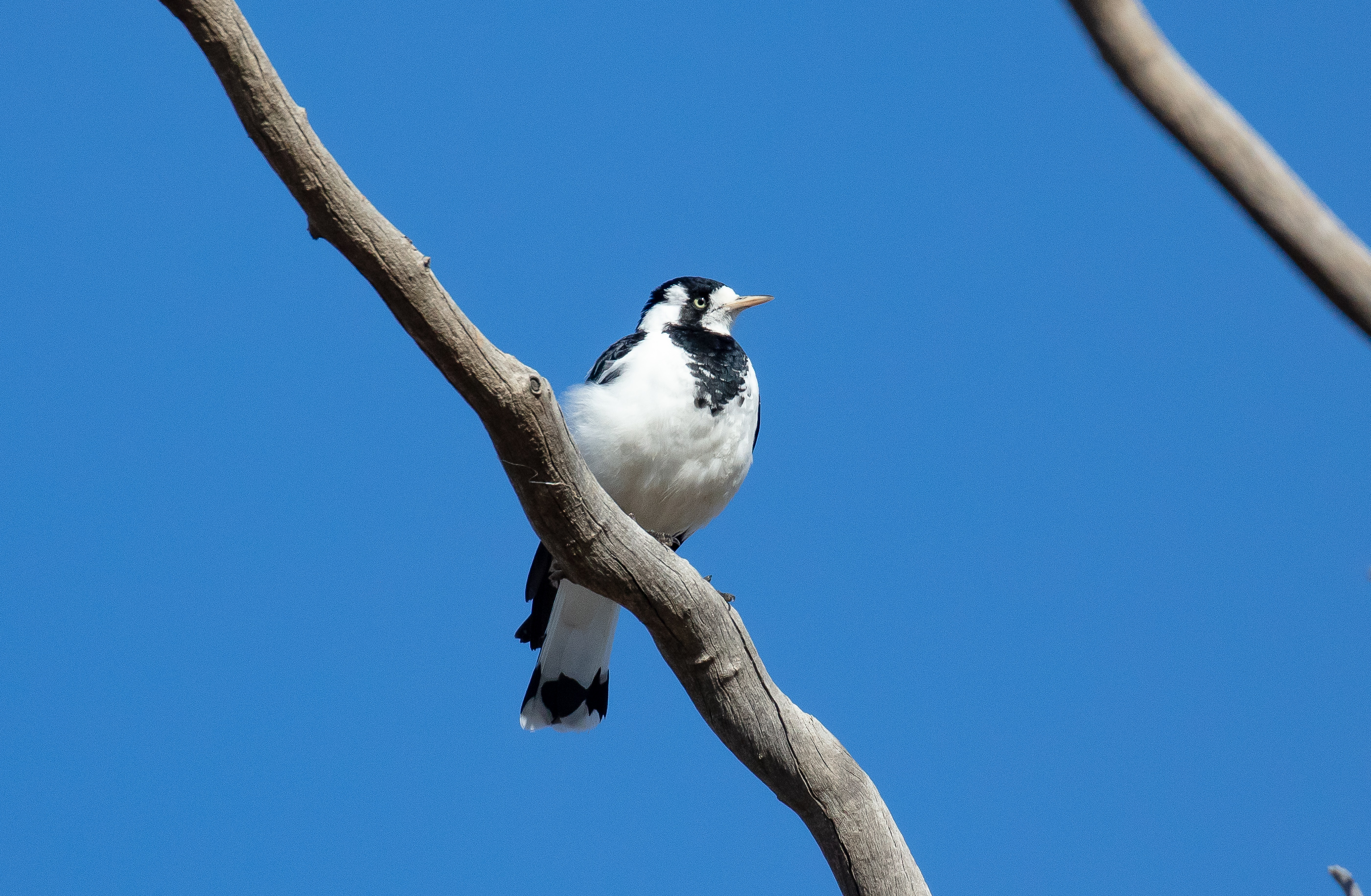 Magpie Lark
