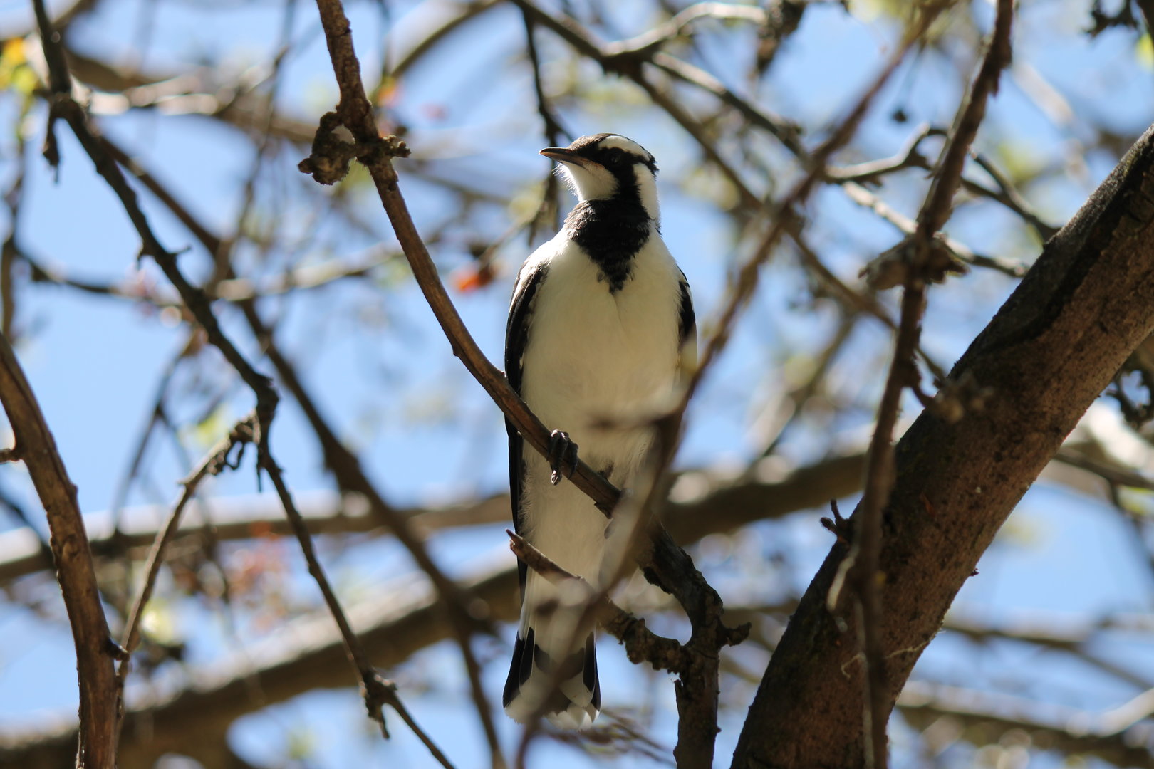 Magpie-lark