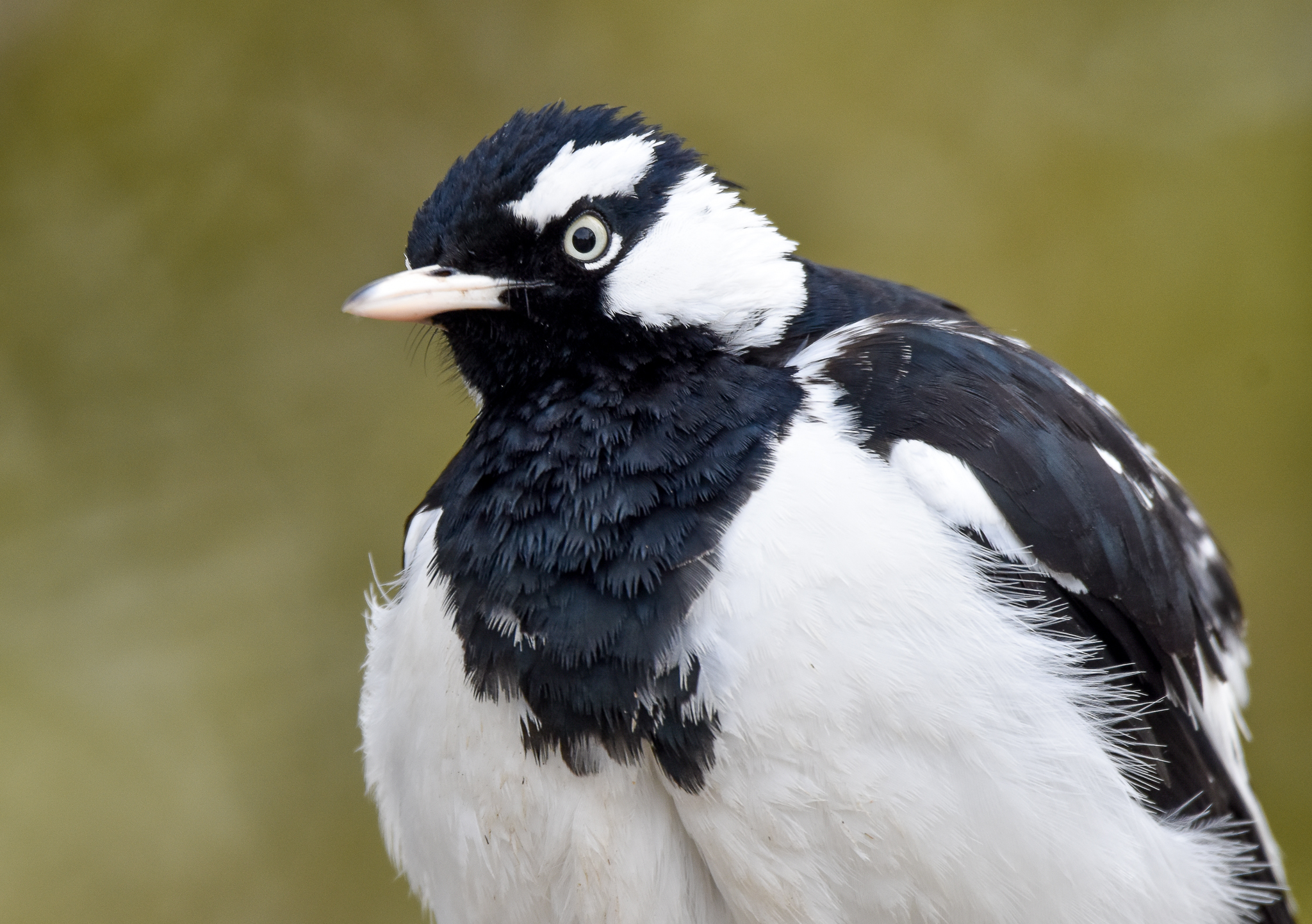 Magpie-Lark