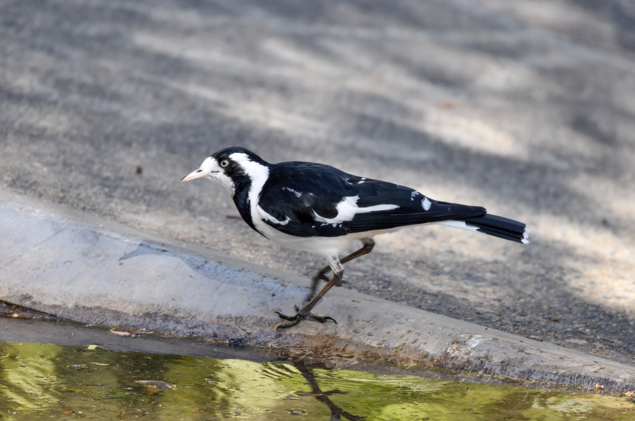 Magpie-Lark