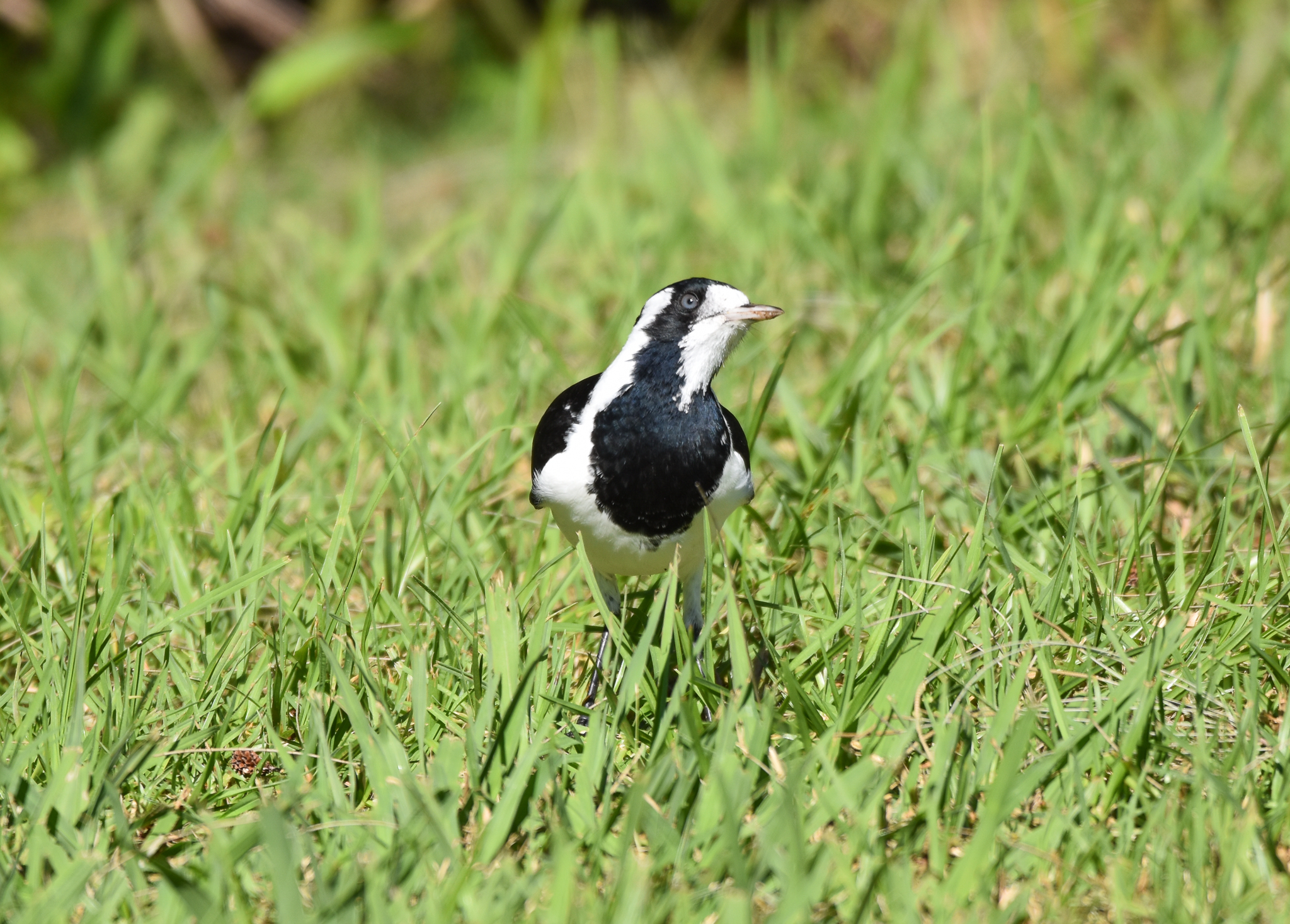 Magpie-Lark
