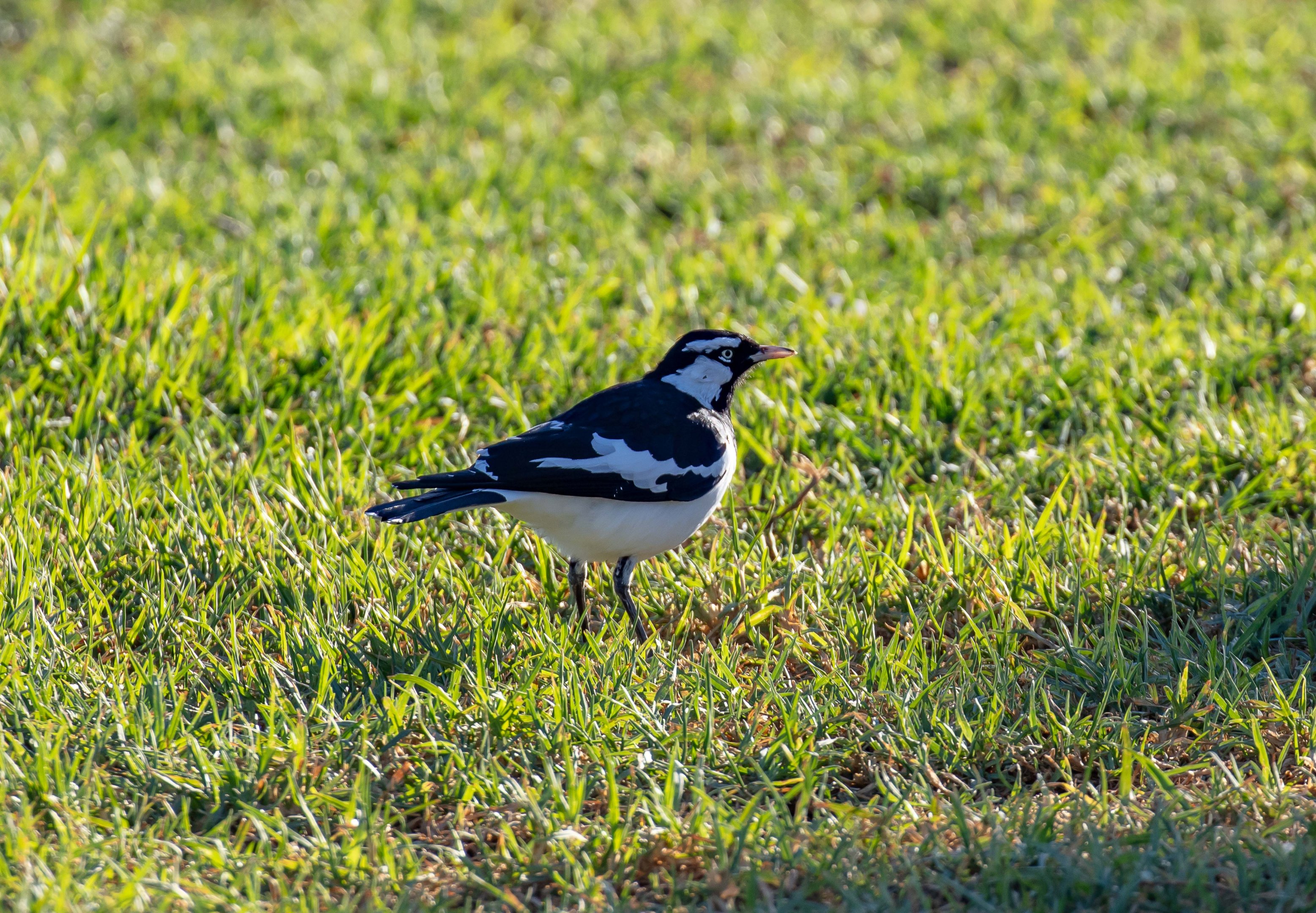 Magpie-lark
