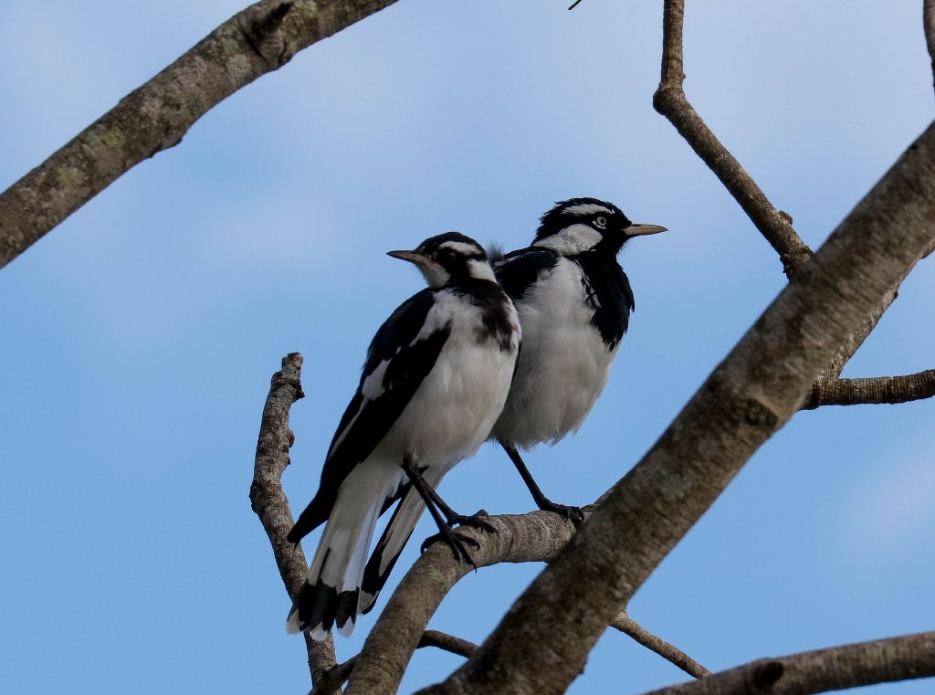 Magpie Larks