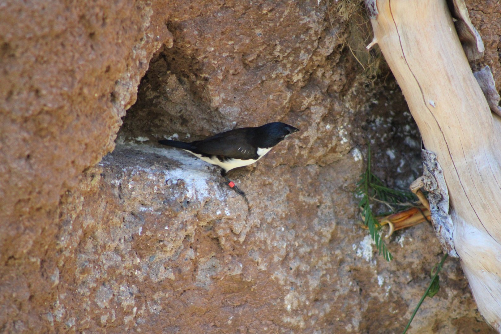 Magpie Mannikin (Spermestes fringilloides)