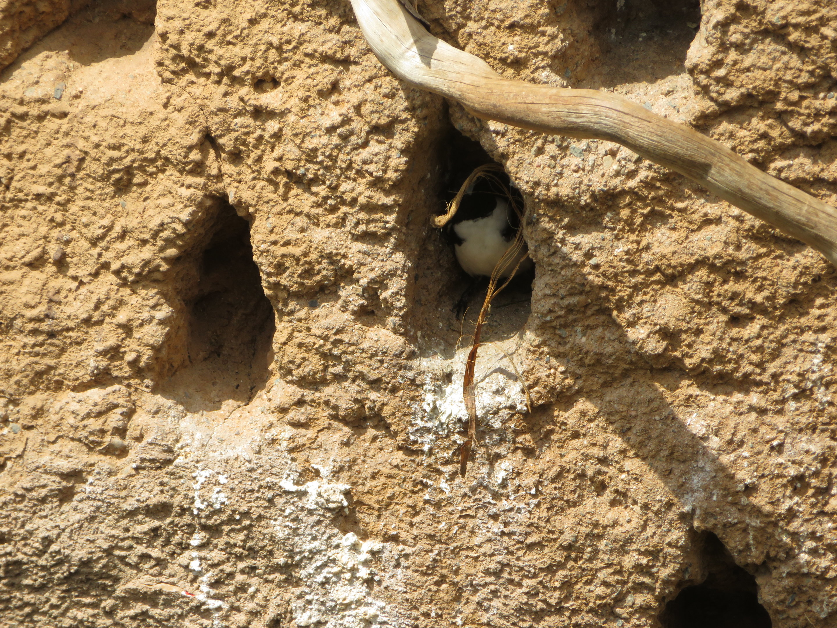 Magpie Mannikin Using Nesthole