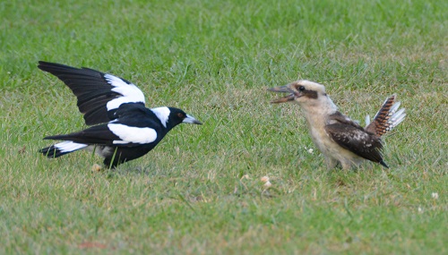 Magpie meets a kookaburra