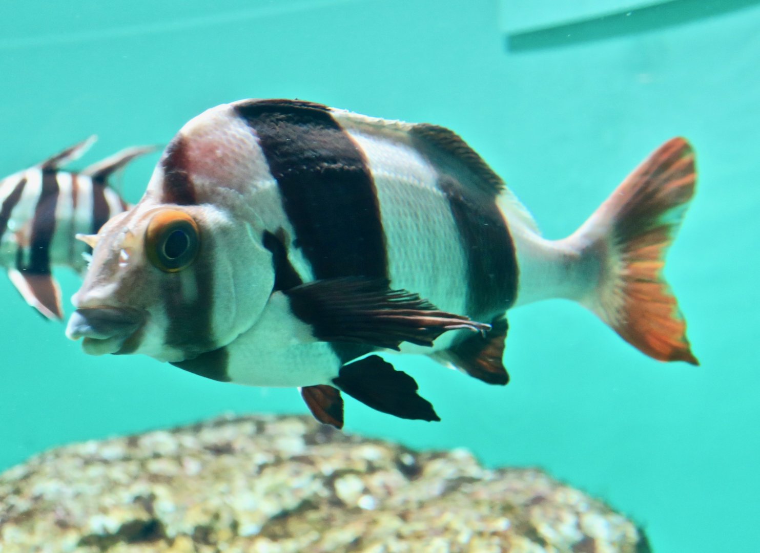 Magpie Morwong (Cheilodactylus nigripes)