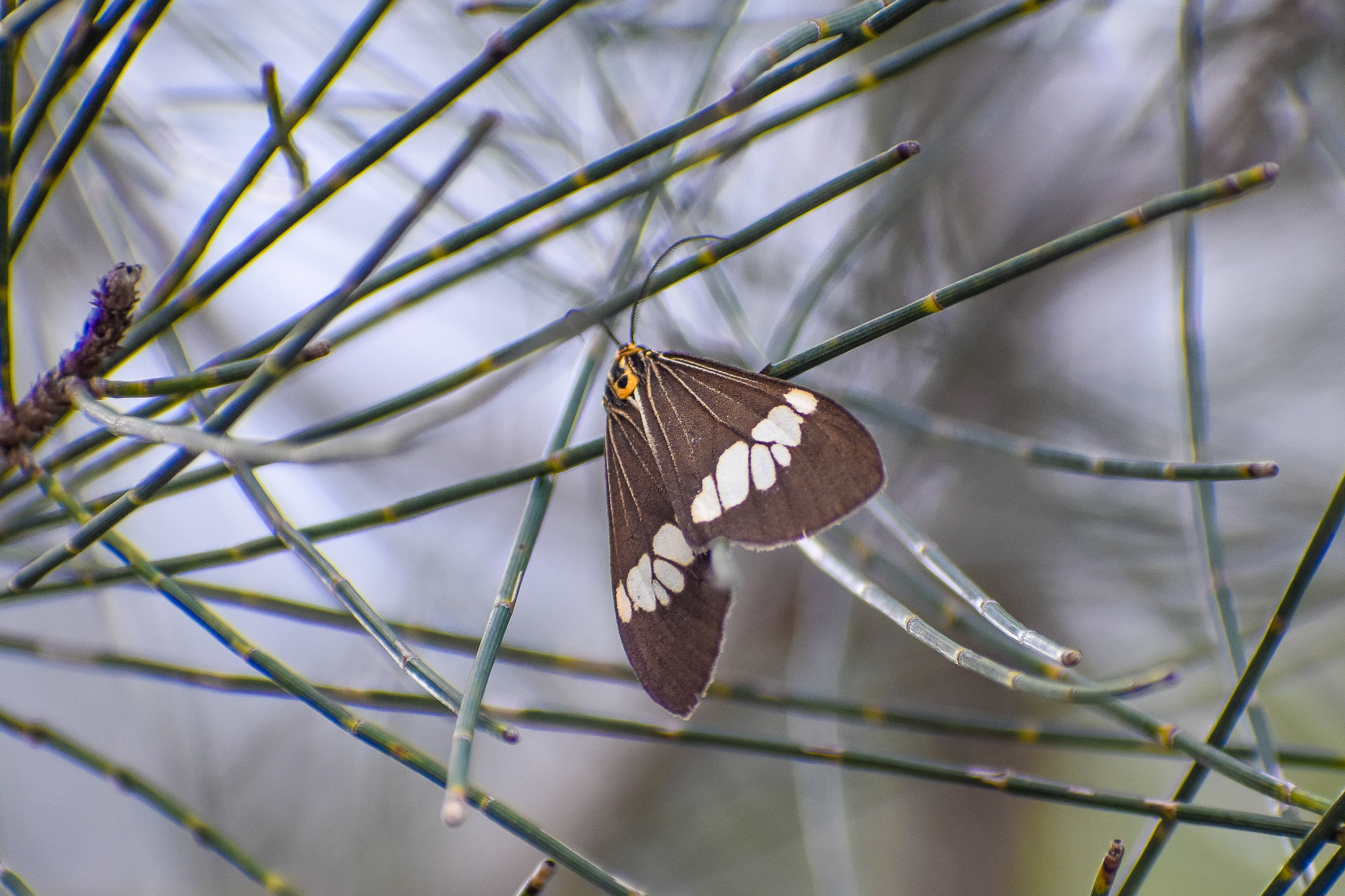Magpie Moth