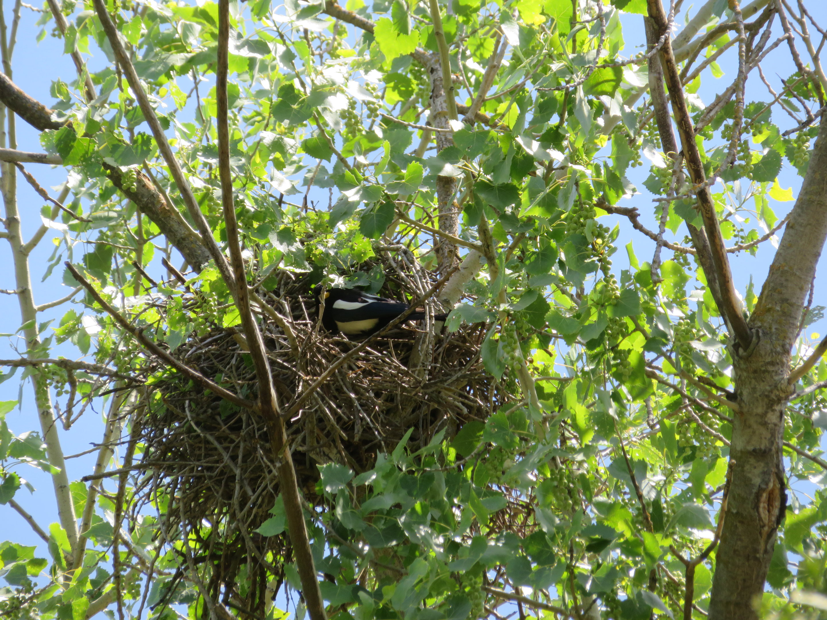 Magpie Nest