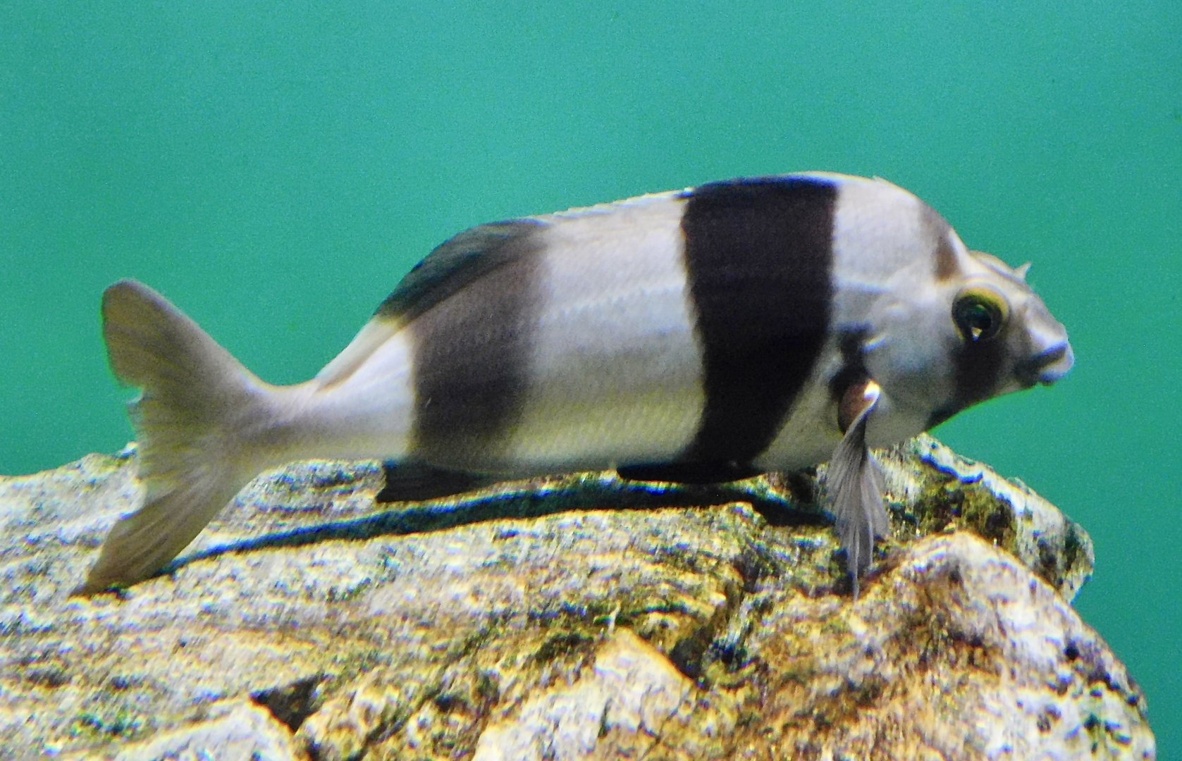 Magpie Perch (Pseudogoniistius nigripes) November 8, 2025