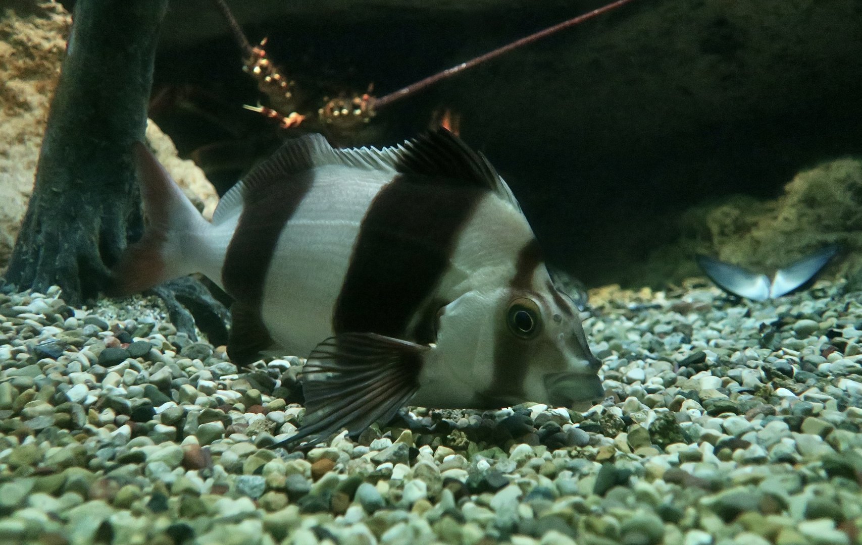Magpie Perch (Pseudogoniistius nigripes)