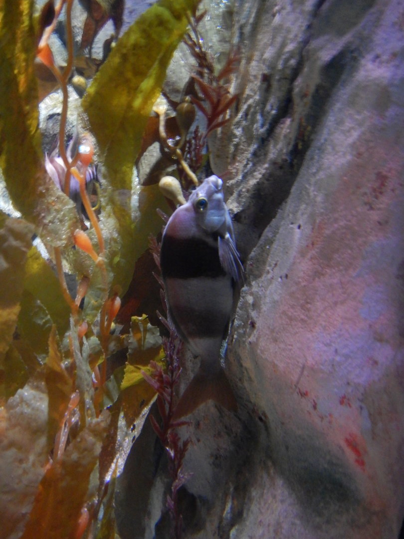 Magpie Perch