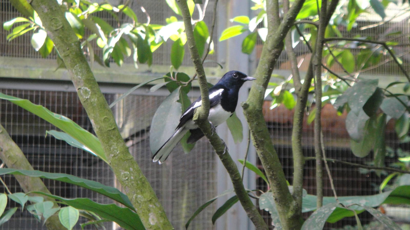 Magpie Robin (Copsychus saularis)