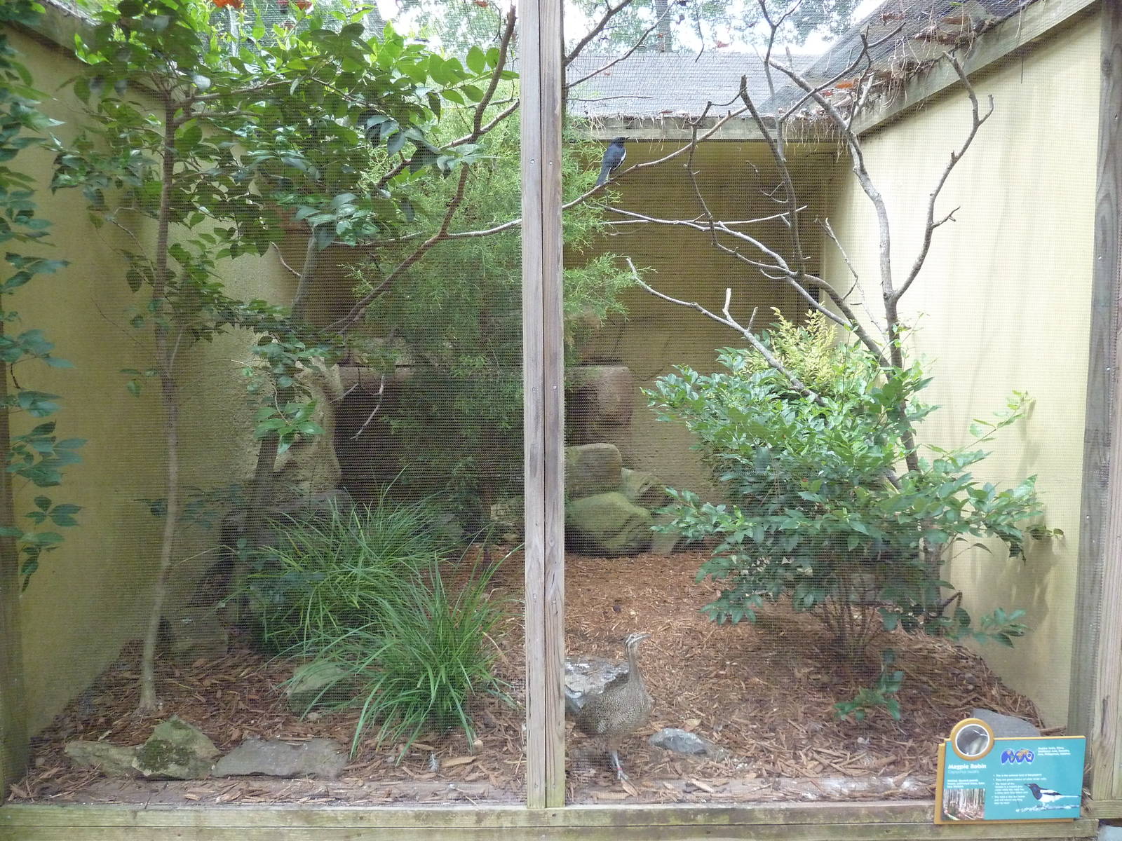 Magpie Robin Exhibit