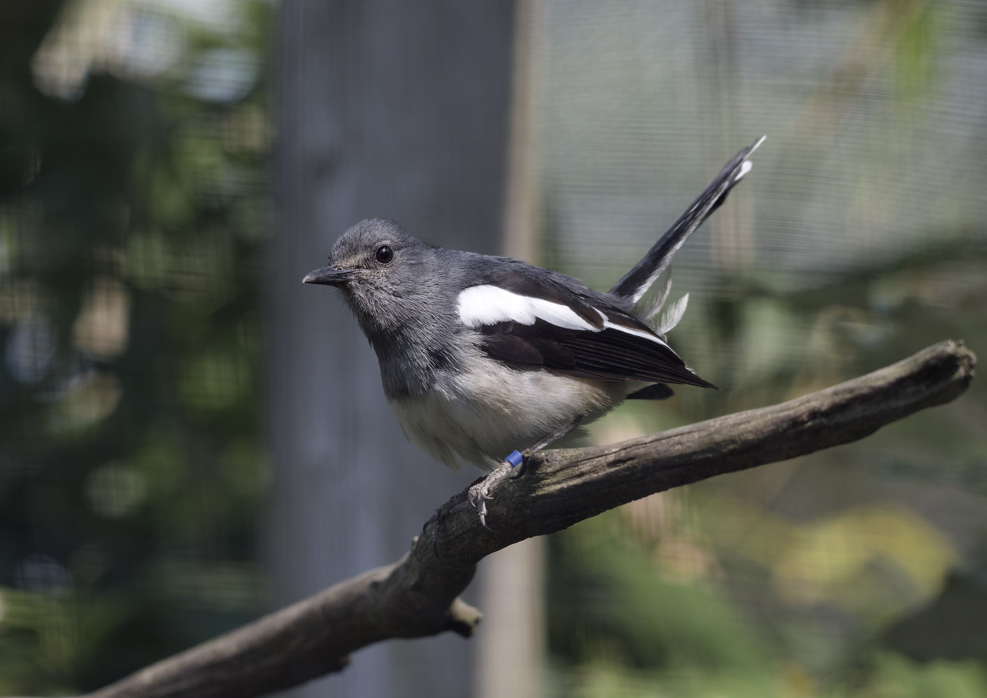 Magpie robin